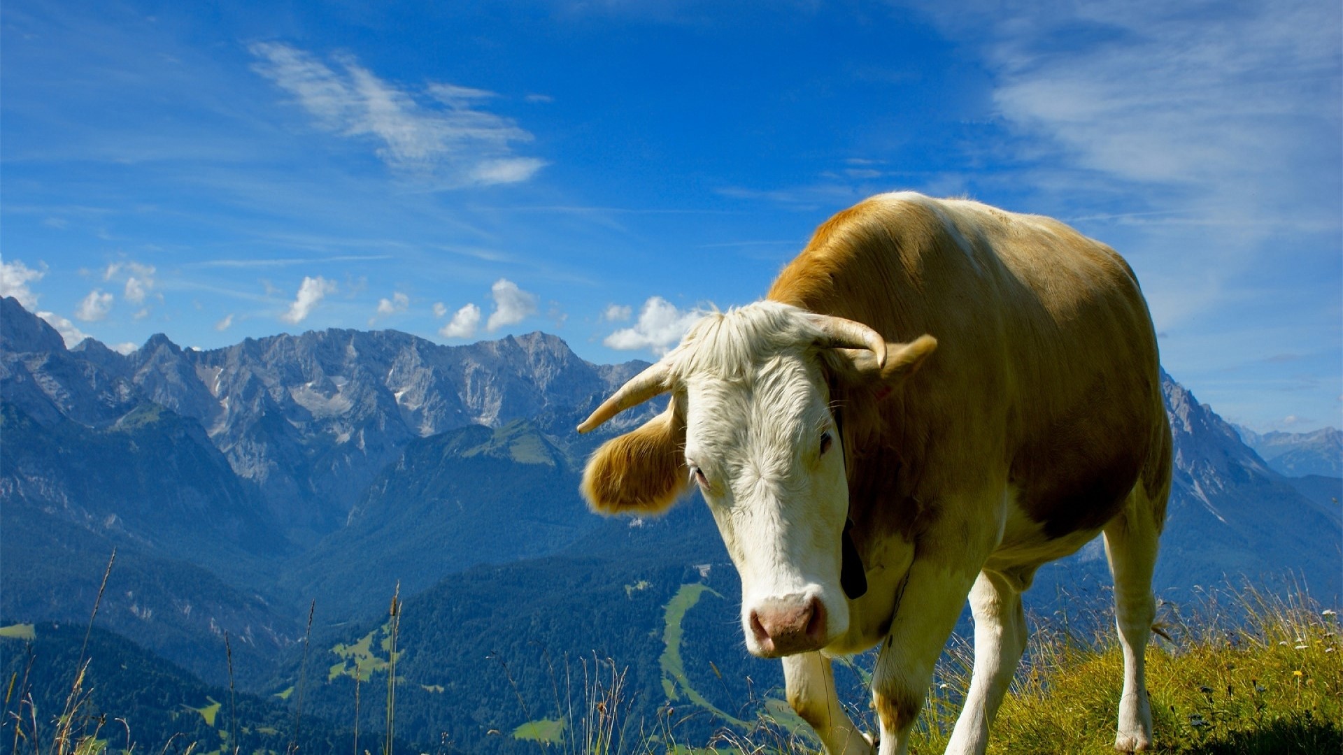 Cow on a mountain top with mountains in the background HD Wallpaper