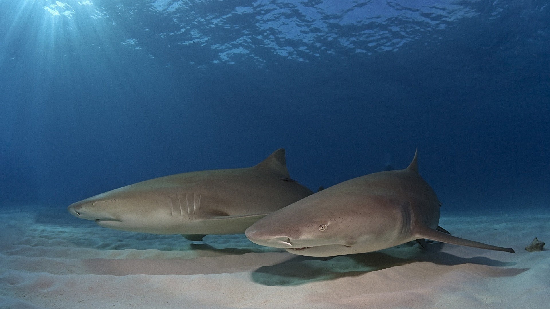 Two Lemon Sharks Swimming Over Sandy Seabed HD Wallpaper