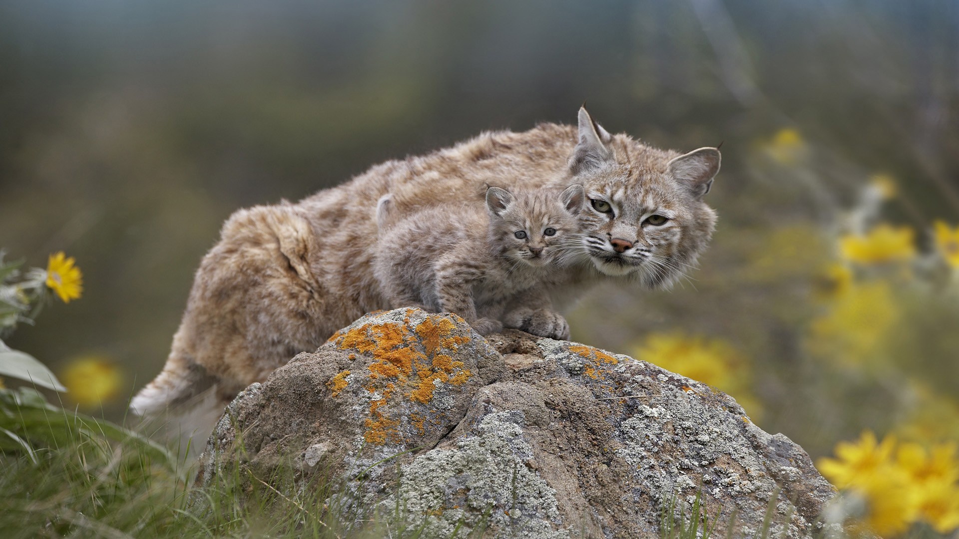 Mother and baby bobcat on a rock HD Wallpaper