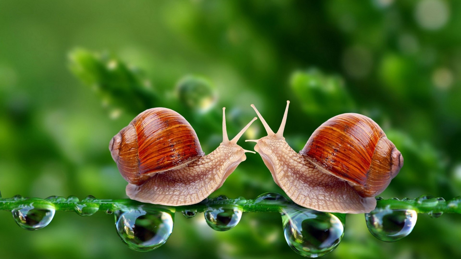 Two snails meeting on a wet plant stem HD Wallpaper