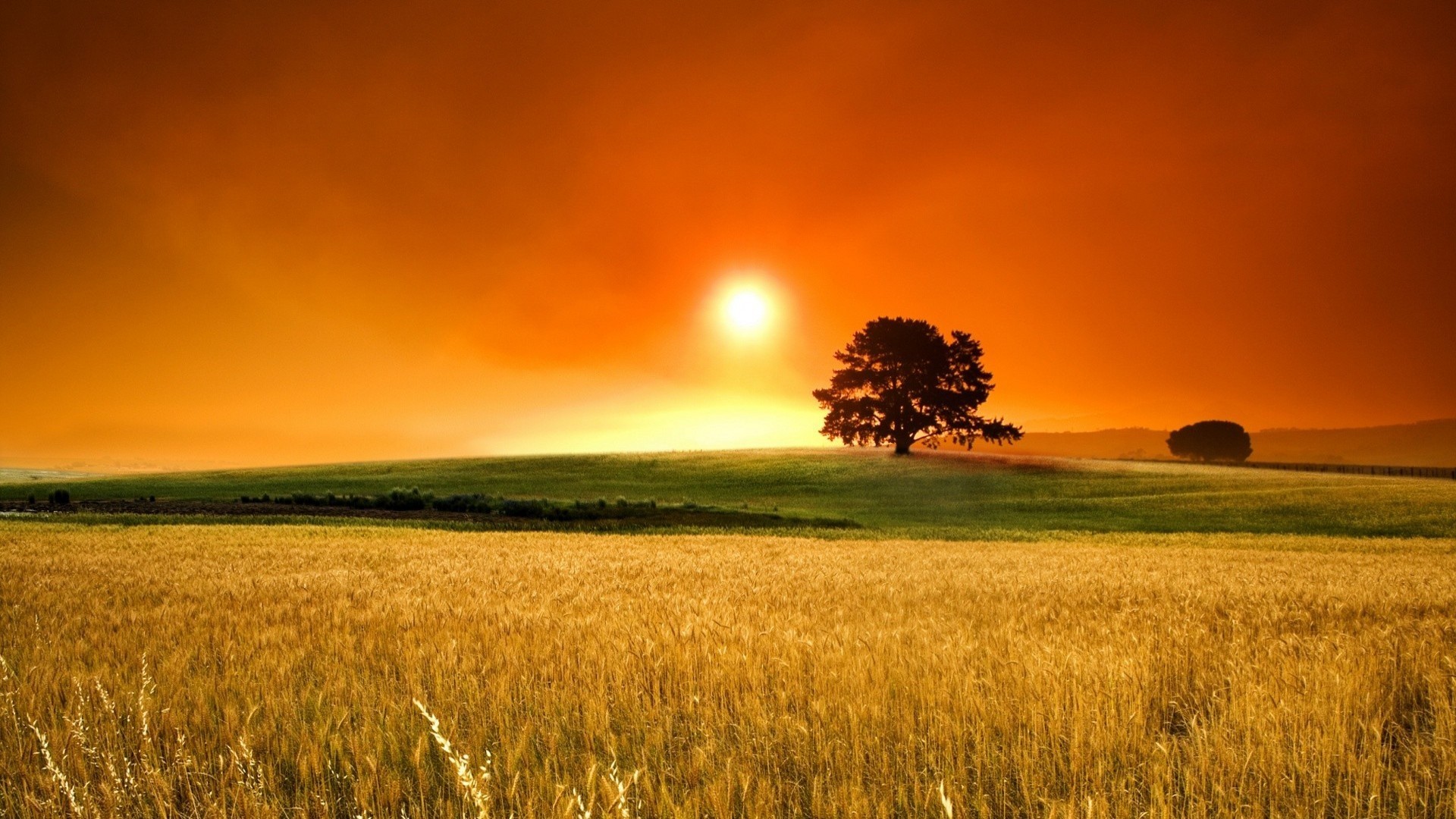 Wheat field at sunset with a lone tree HD Wallpaper