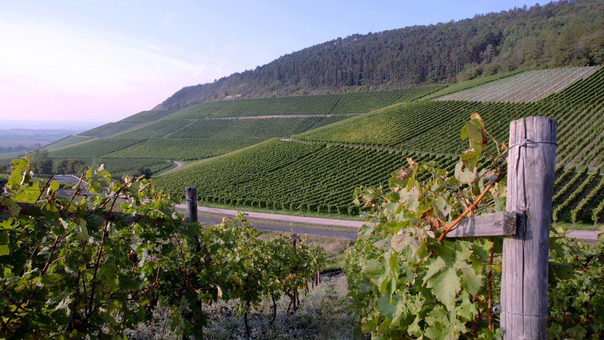 German Vineyards on a Hillside HD Wallpaper
