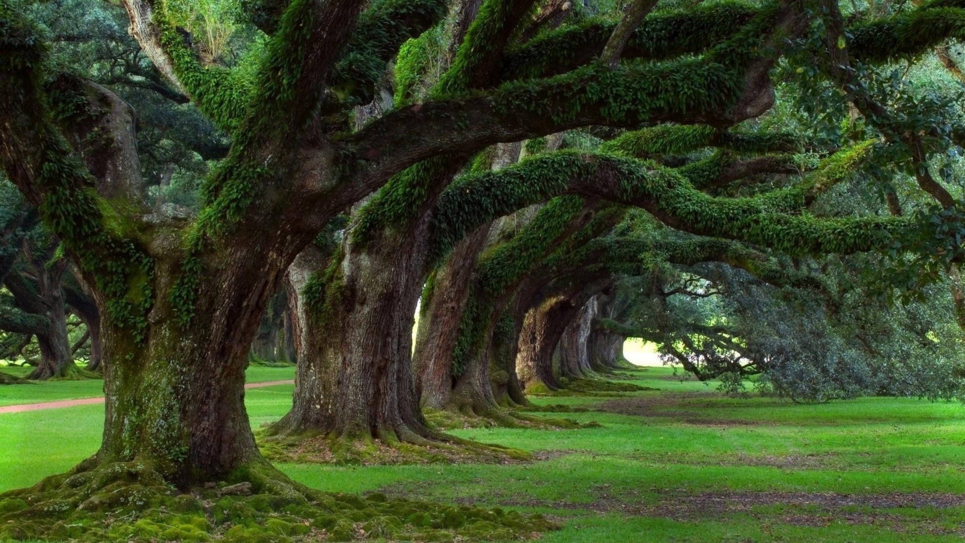 Old oak trees covered in moss and ferns HD Wallpaper