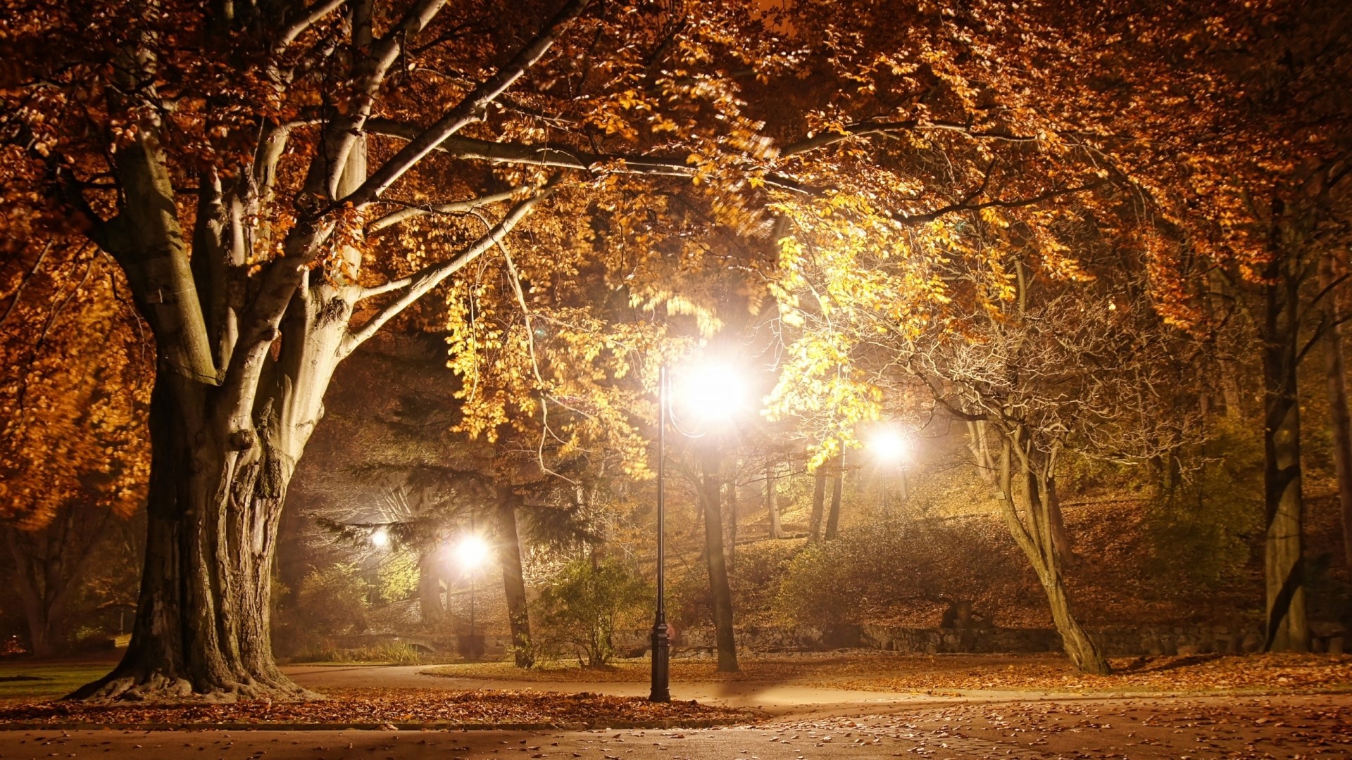 Night park with autumn trees and streetlights HD Wallpaper