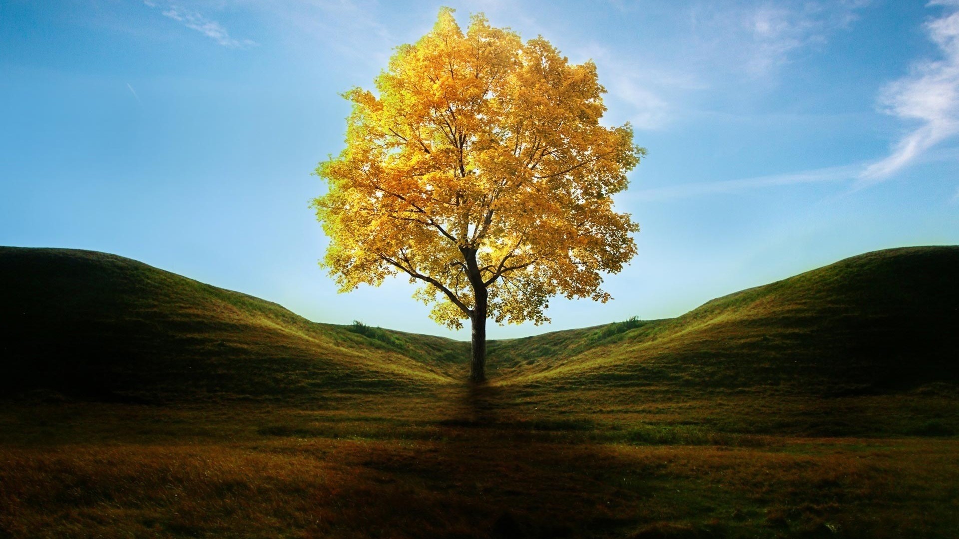 Lone tree with golden leaves on a hill HD Wallpaper