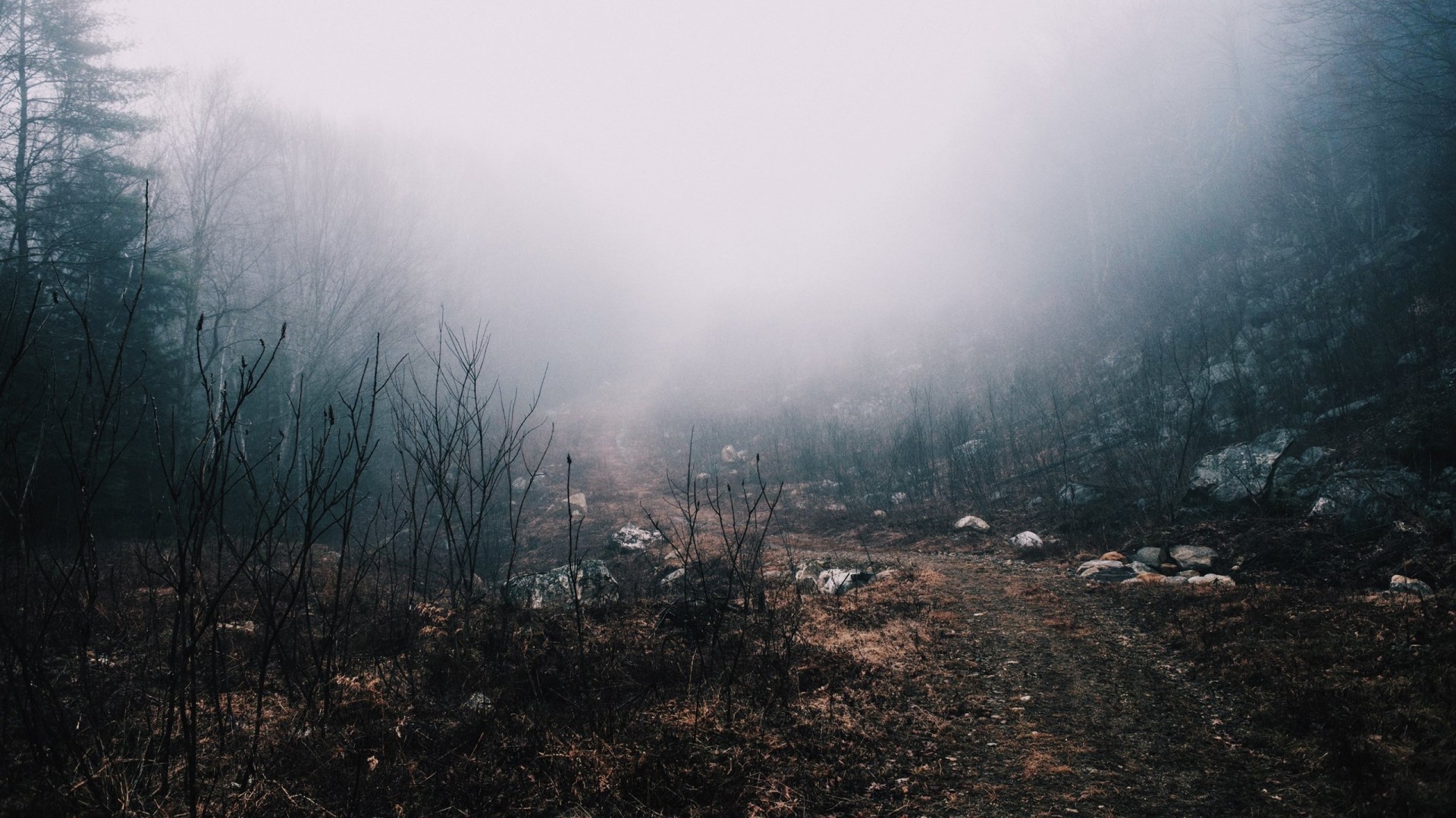 Misty forest path with bare trees HD Wallpaper