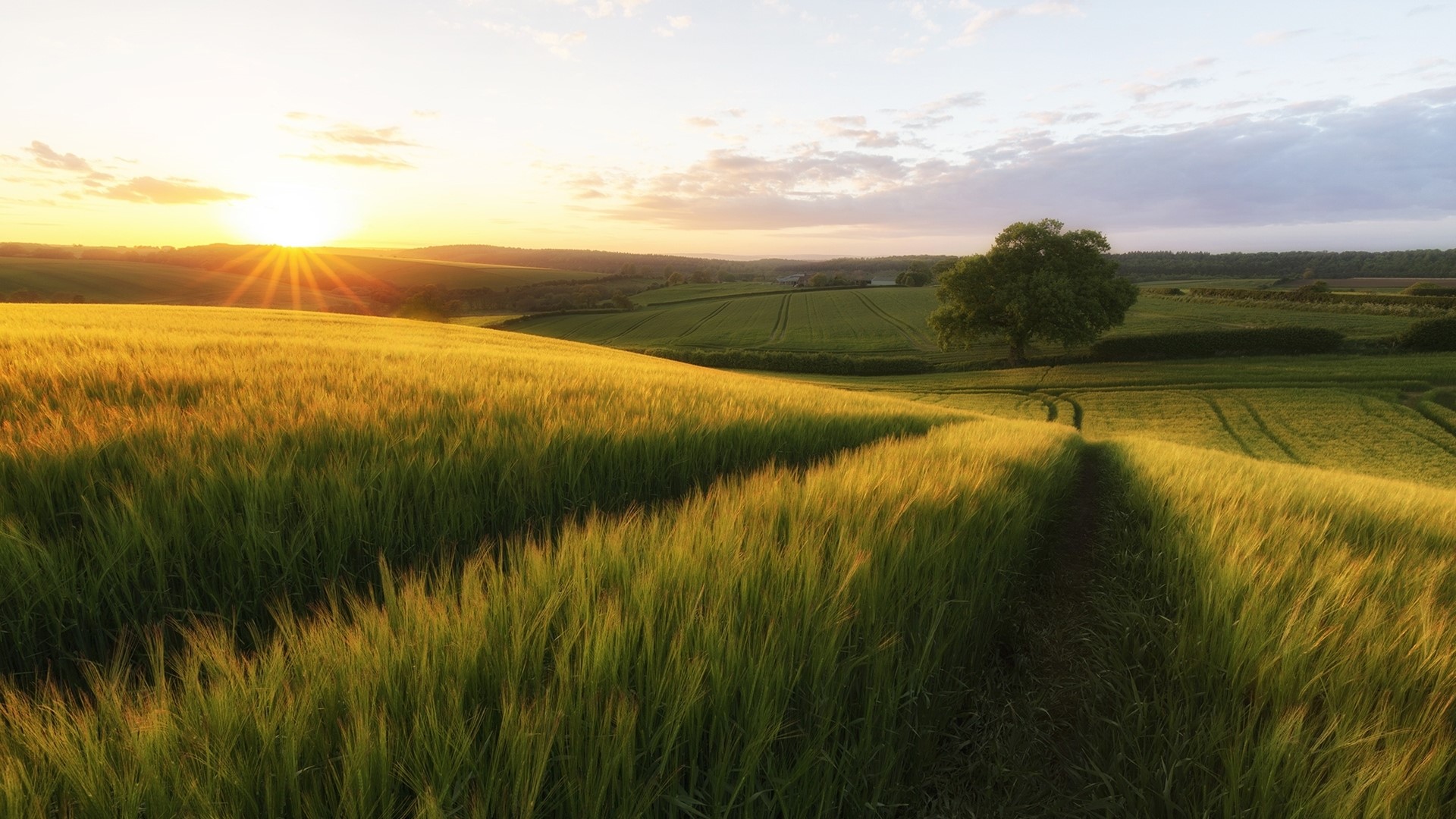 Golden field of rye at sunset with a lone tree HD Wallpaper