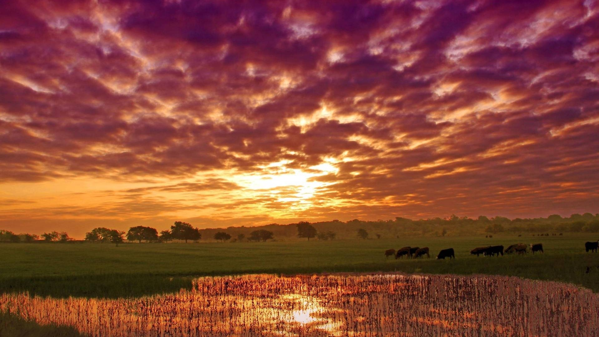 Cows grazing under a dramatic sunset sky HD Wallpaper