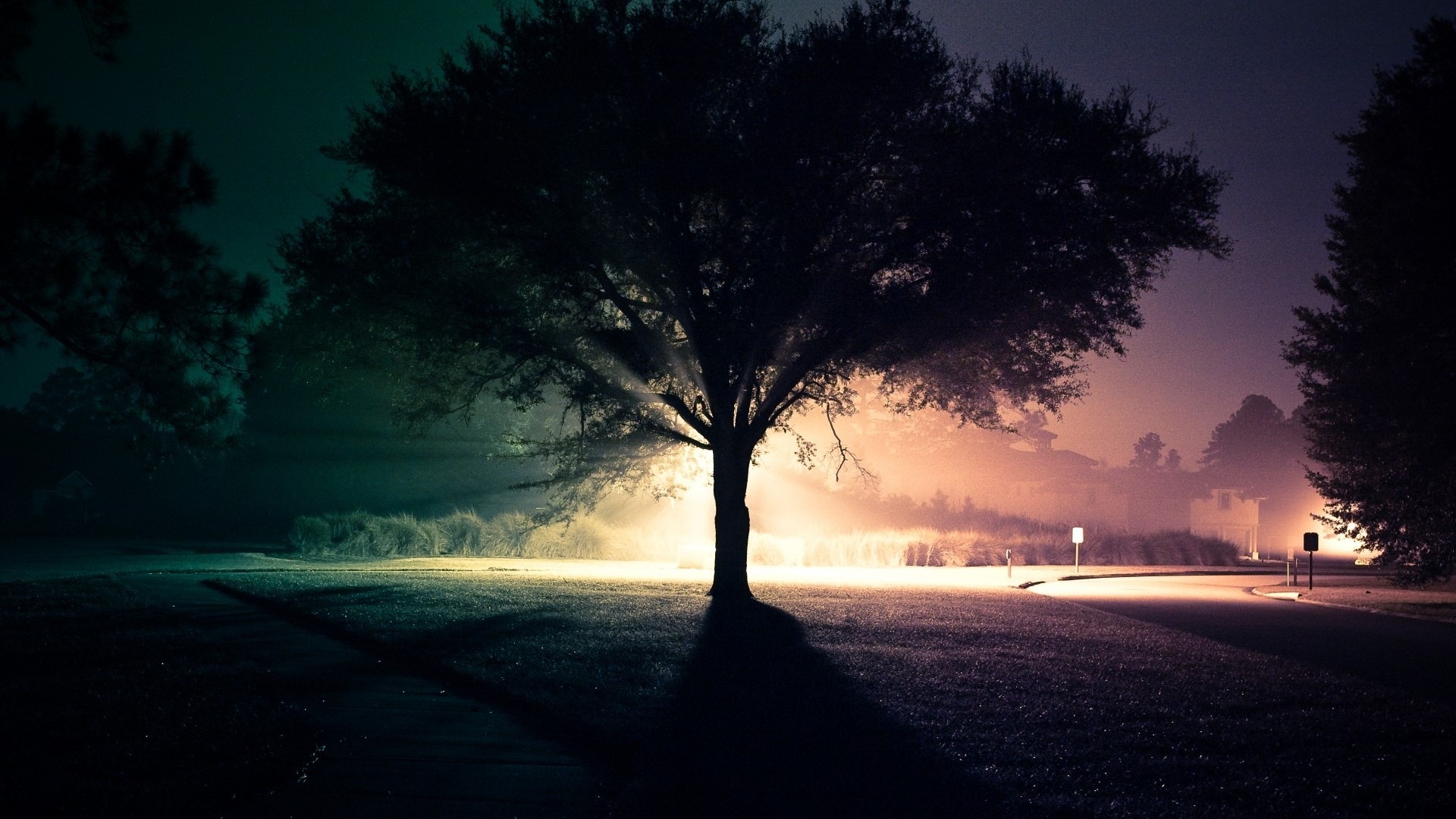 Tree with light rays on a foggy night road HD Wallpaper