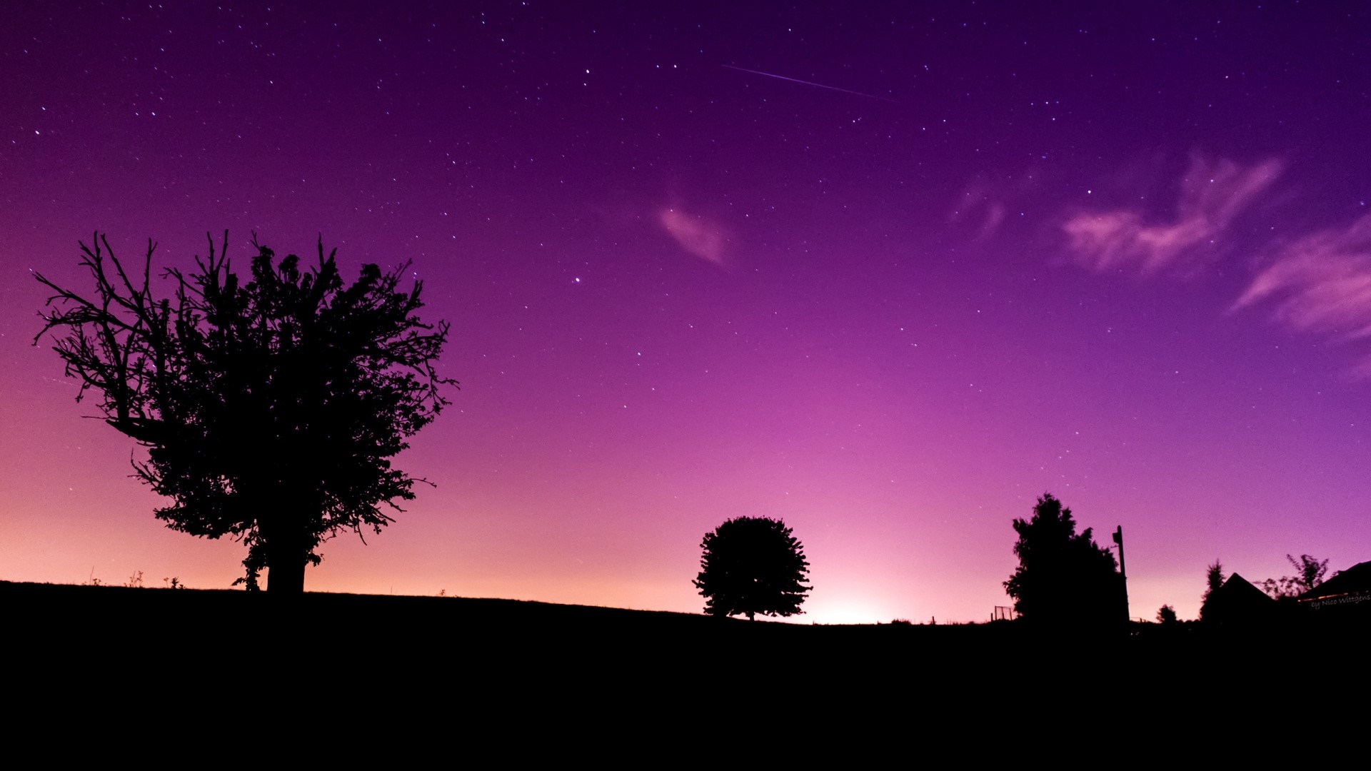 Silhouette of trees against a purple night sky HD Wallpaper