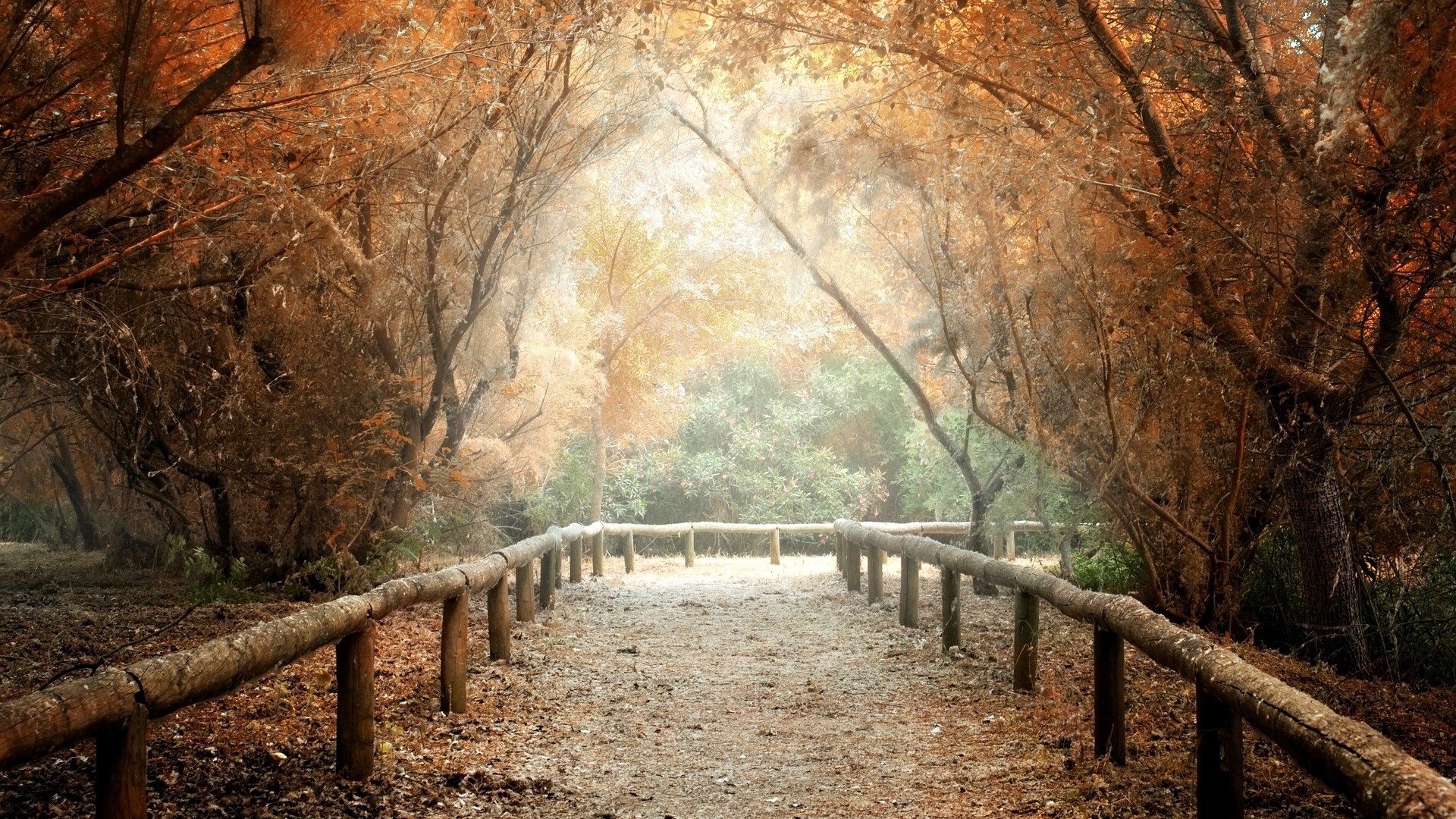 Autumn forest path with wooden railing HD Wallpaper