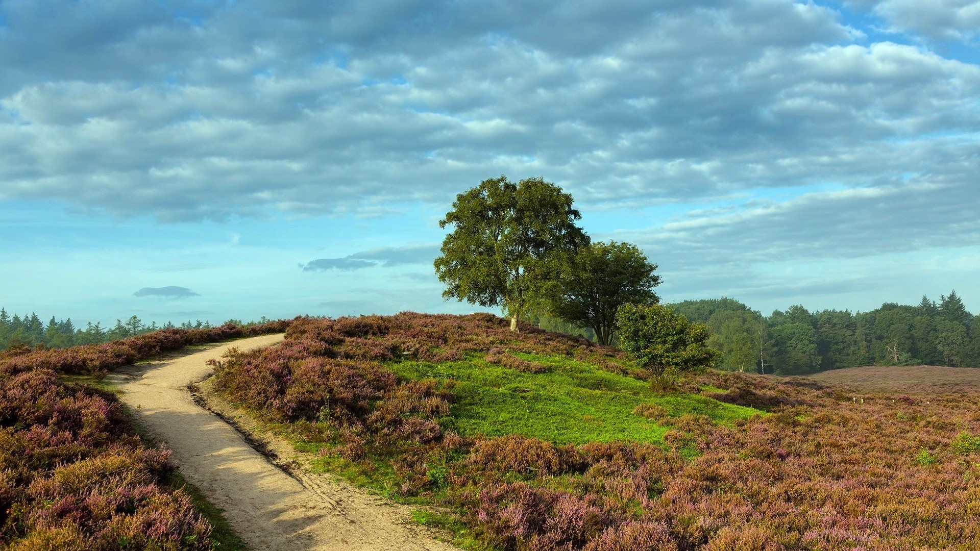 Path through heather field with trees on a hill HD Wallpaper