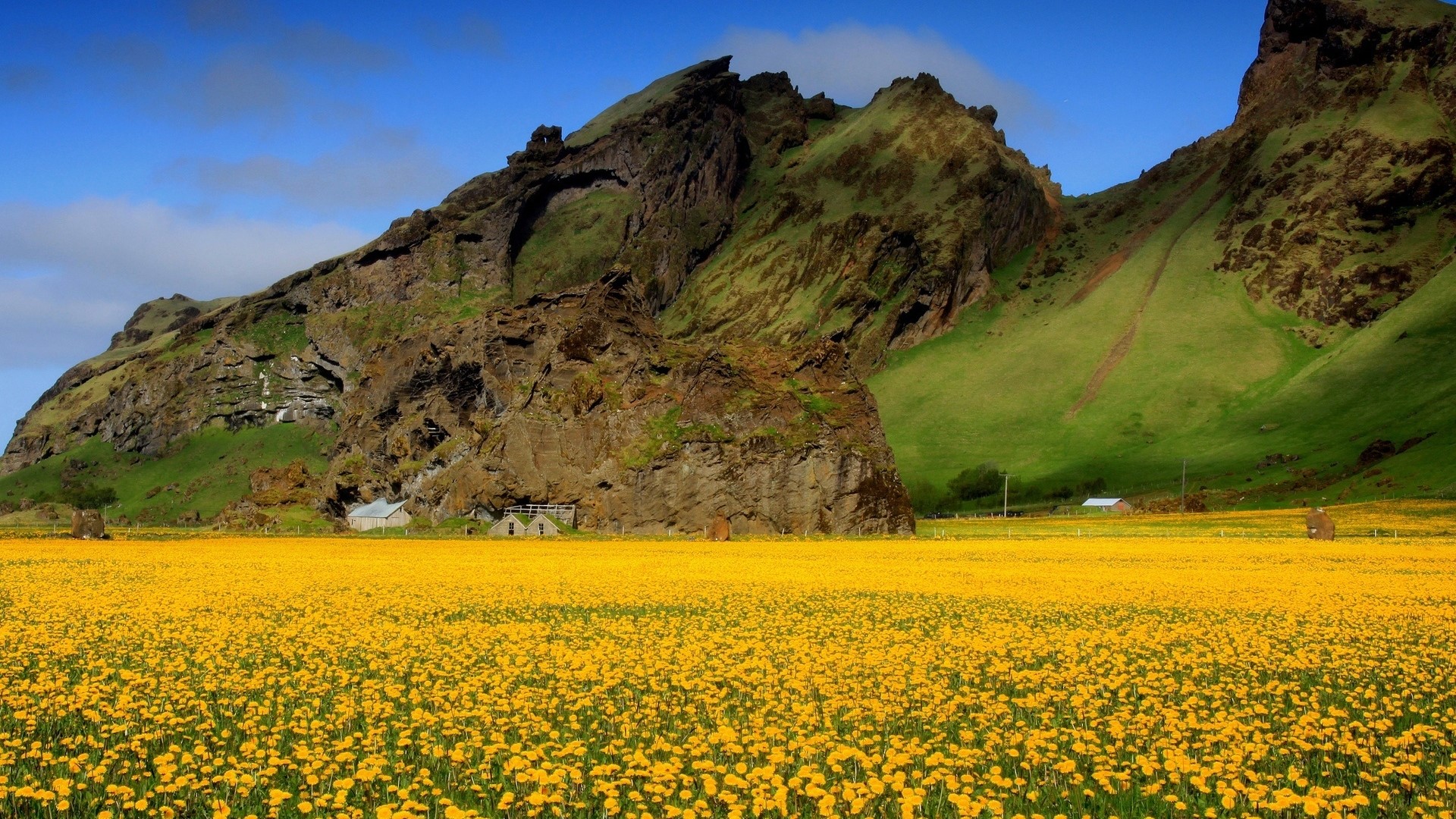 Yellow Wildflowers Field with Mountains HD Wallpaper
