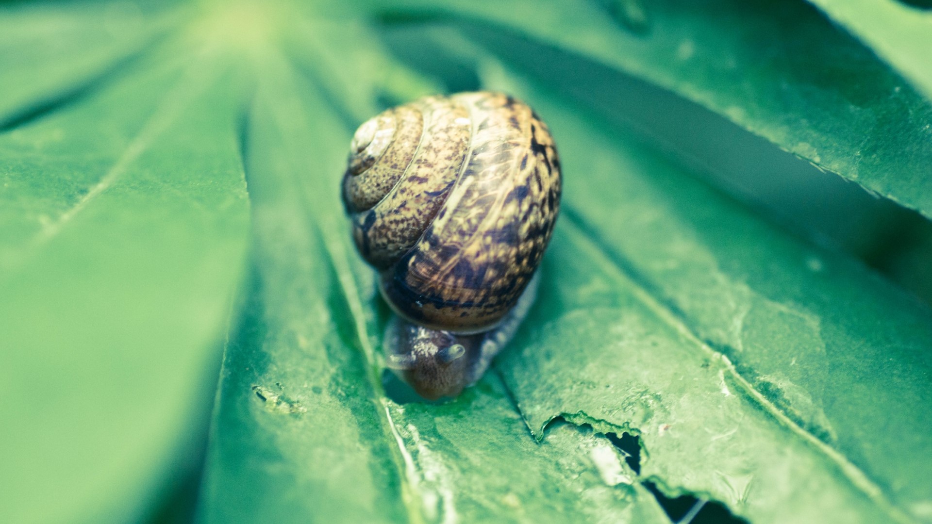 Snail on a green leaf HD Wallpaper
