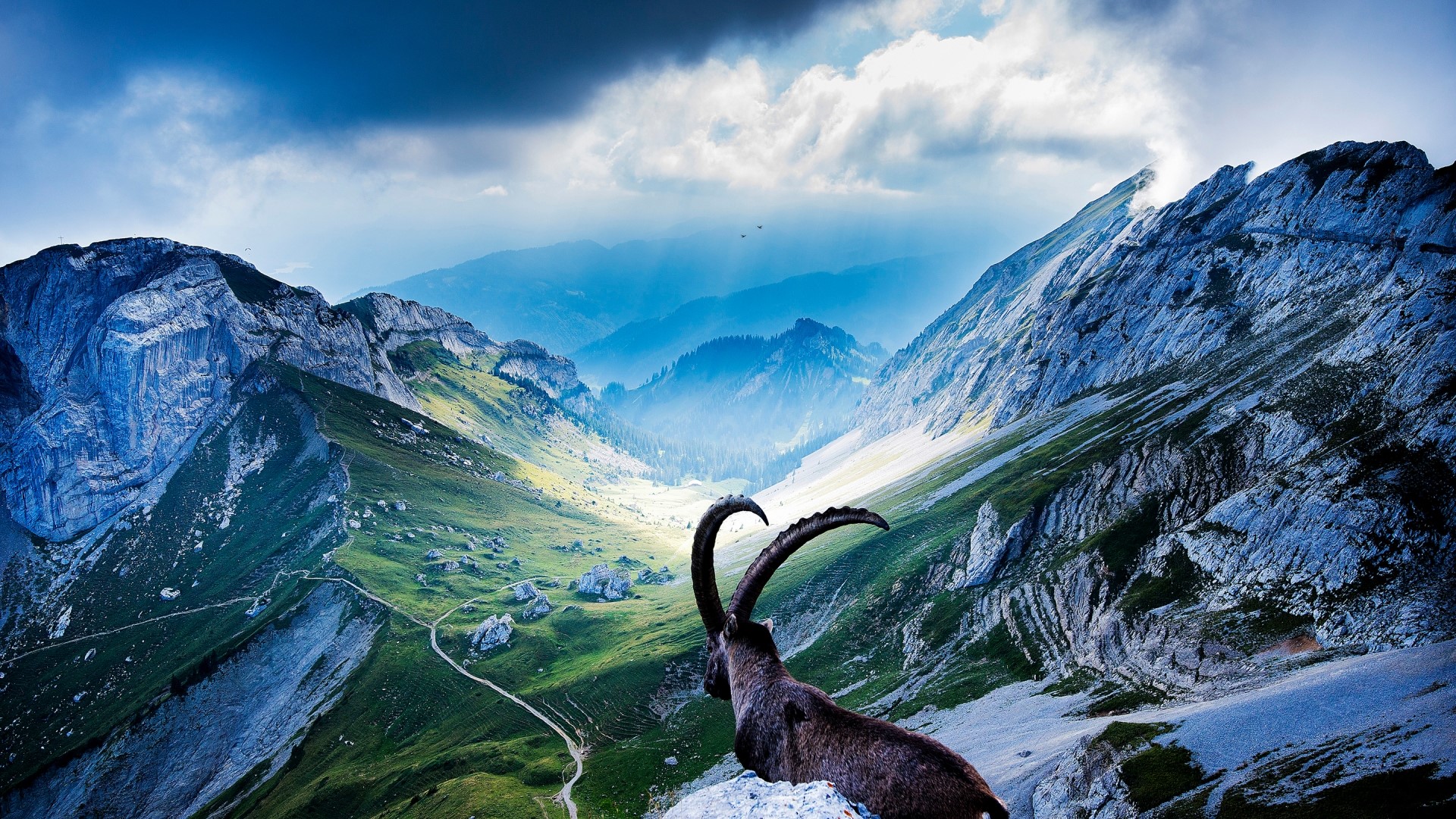 Ibex on Mount Pilatus HD Wallpaper
