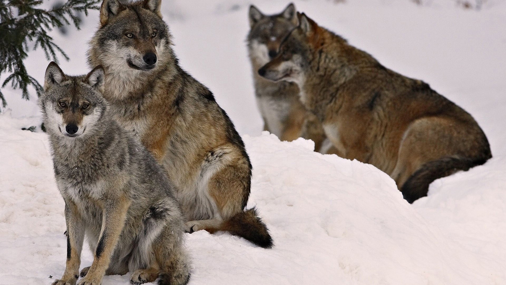 Wolves in the Snow HD Wallpaper