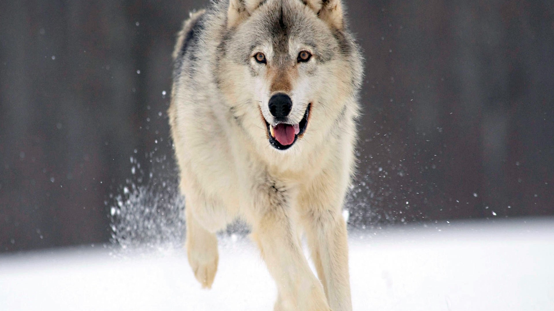Wolf running in the snow HD Wallpaper