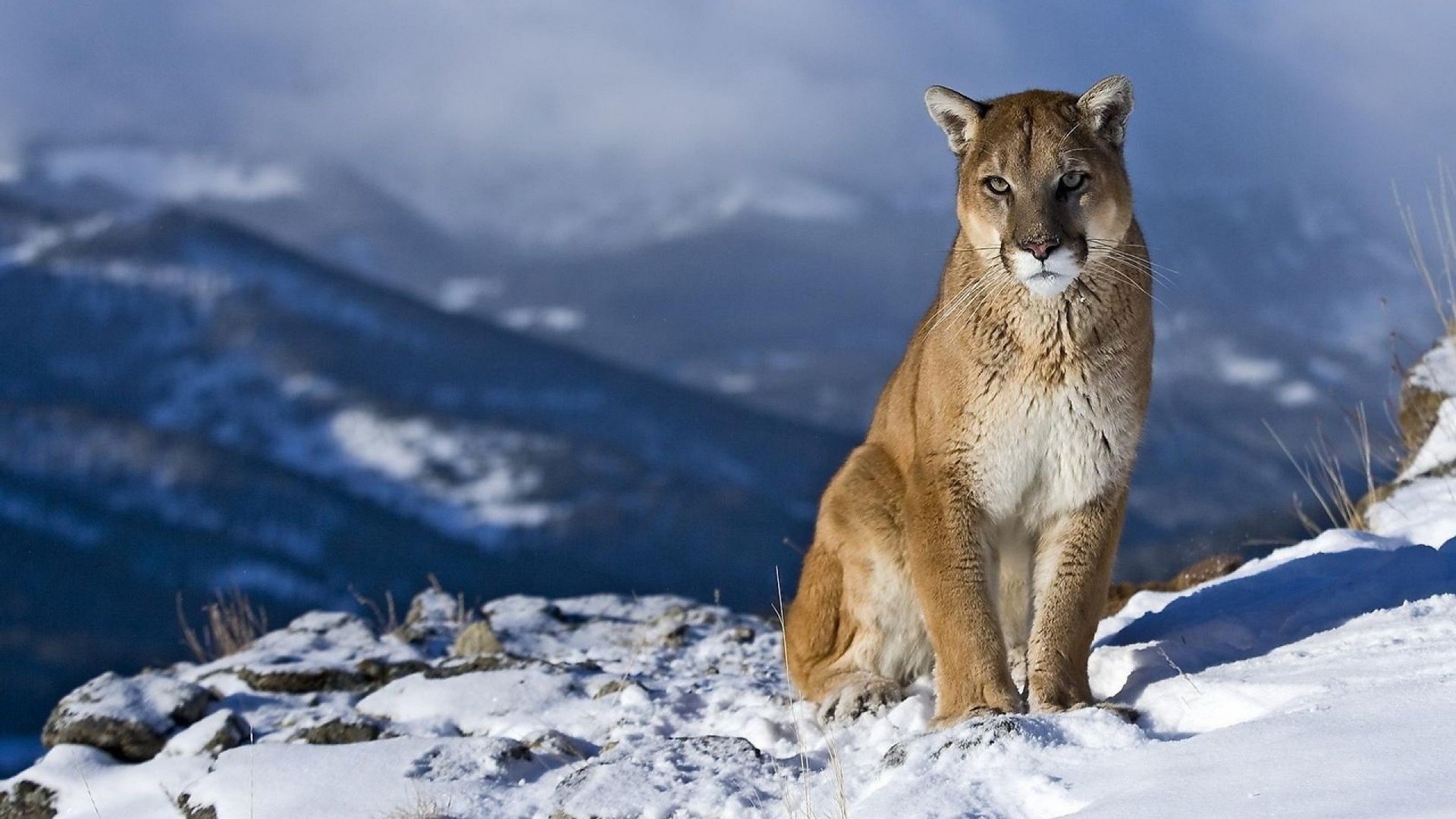 Mountain Lion sitting on snowy mountain HD Wallpaper