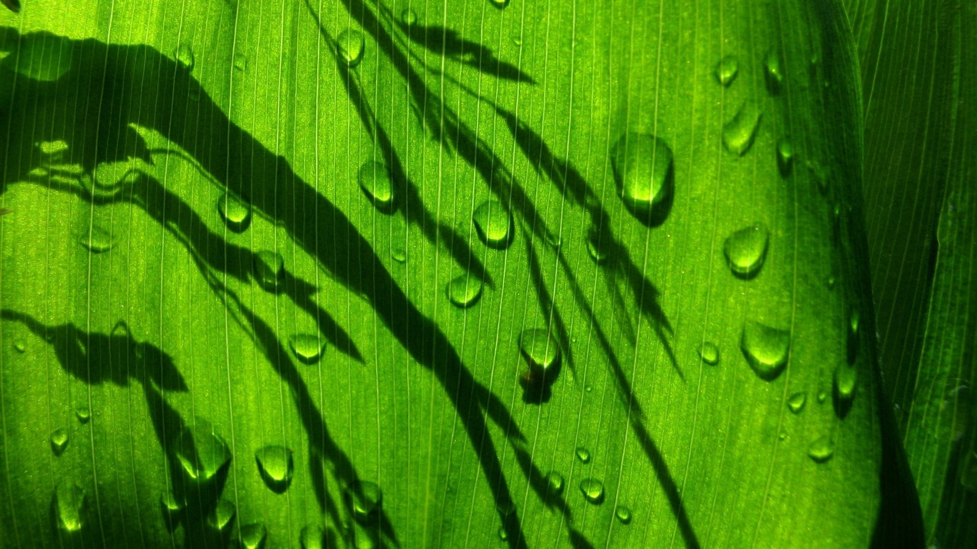 Raindrops on a green leaf with shadows HD Wallpaper