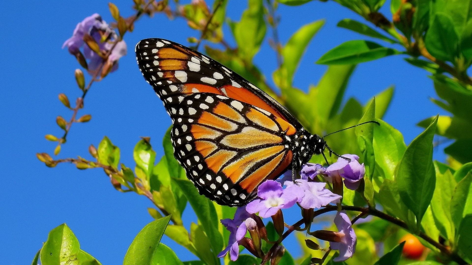 Monarch Butterfly on Purple Flowers HD Wallpaper