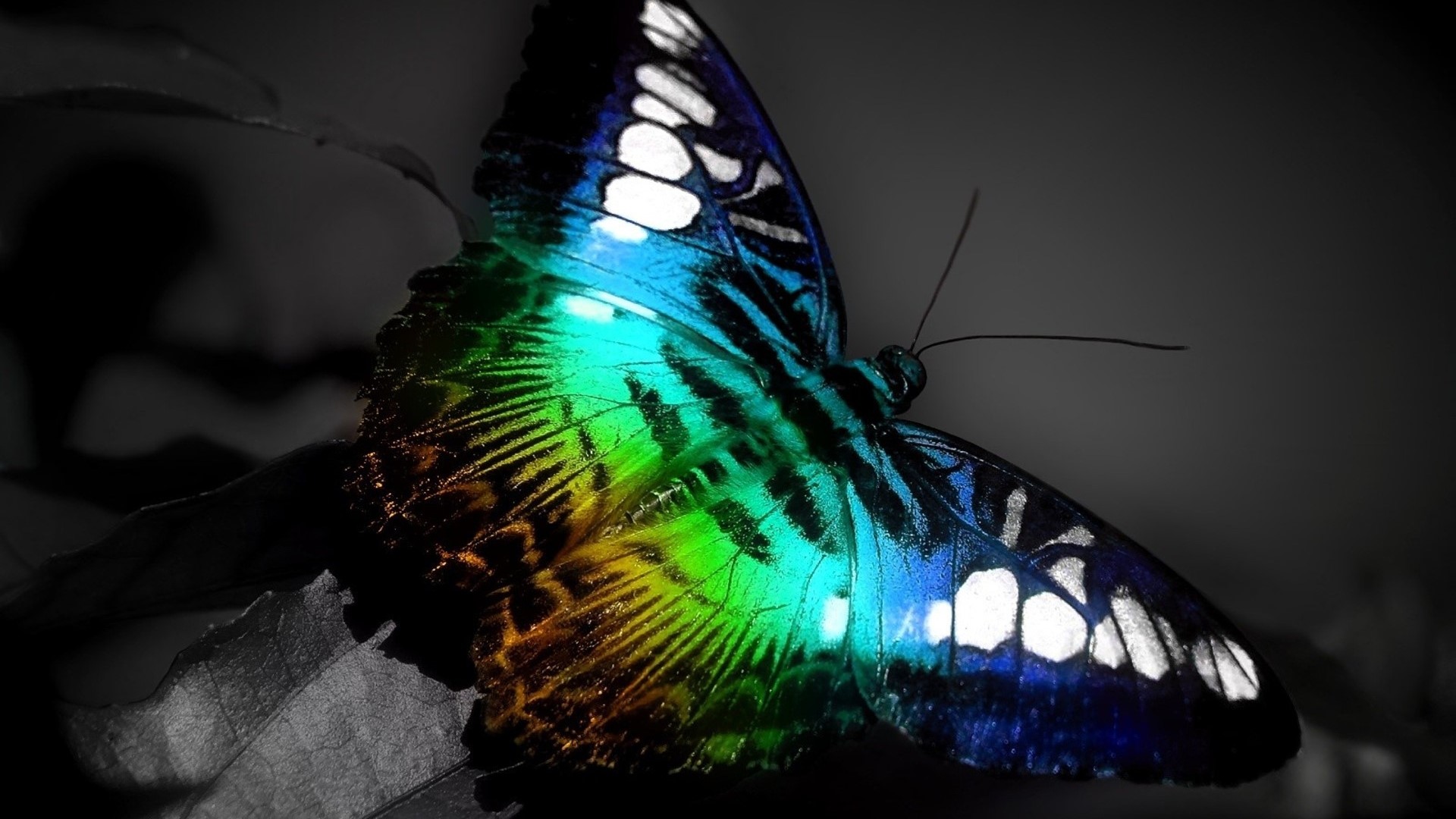 Close-up of a colorful butterfly HD Wallpaper
