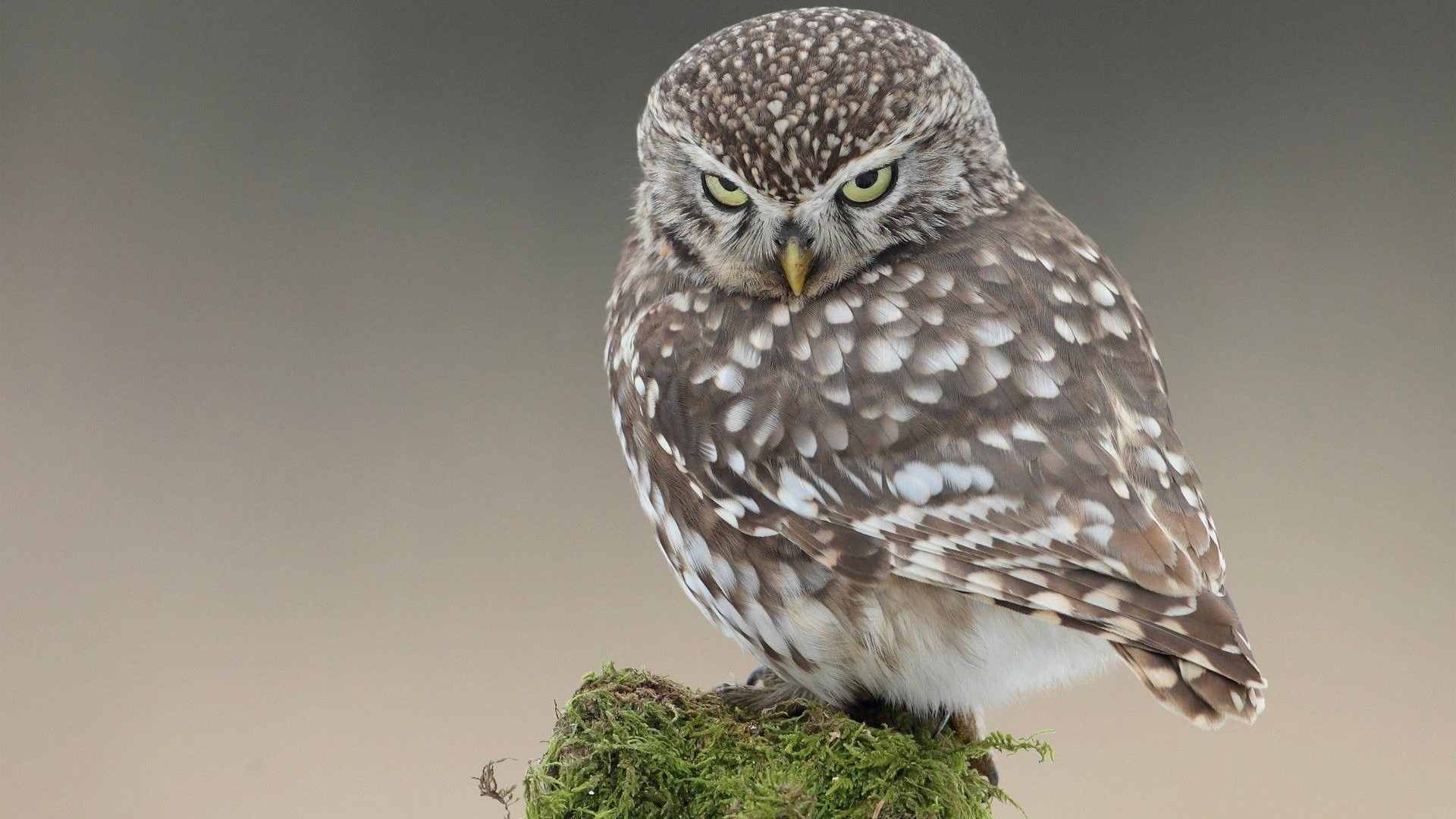The Little Owl on a mossy perch HD Wallpaper