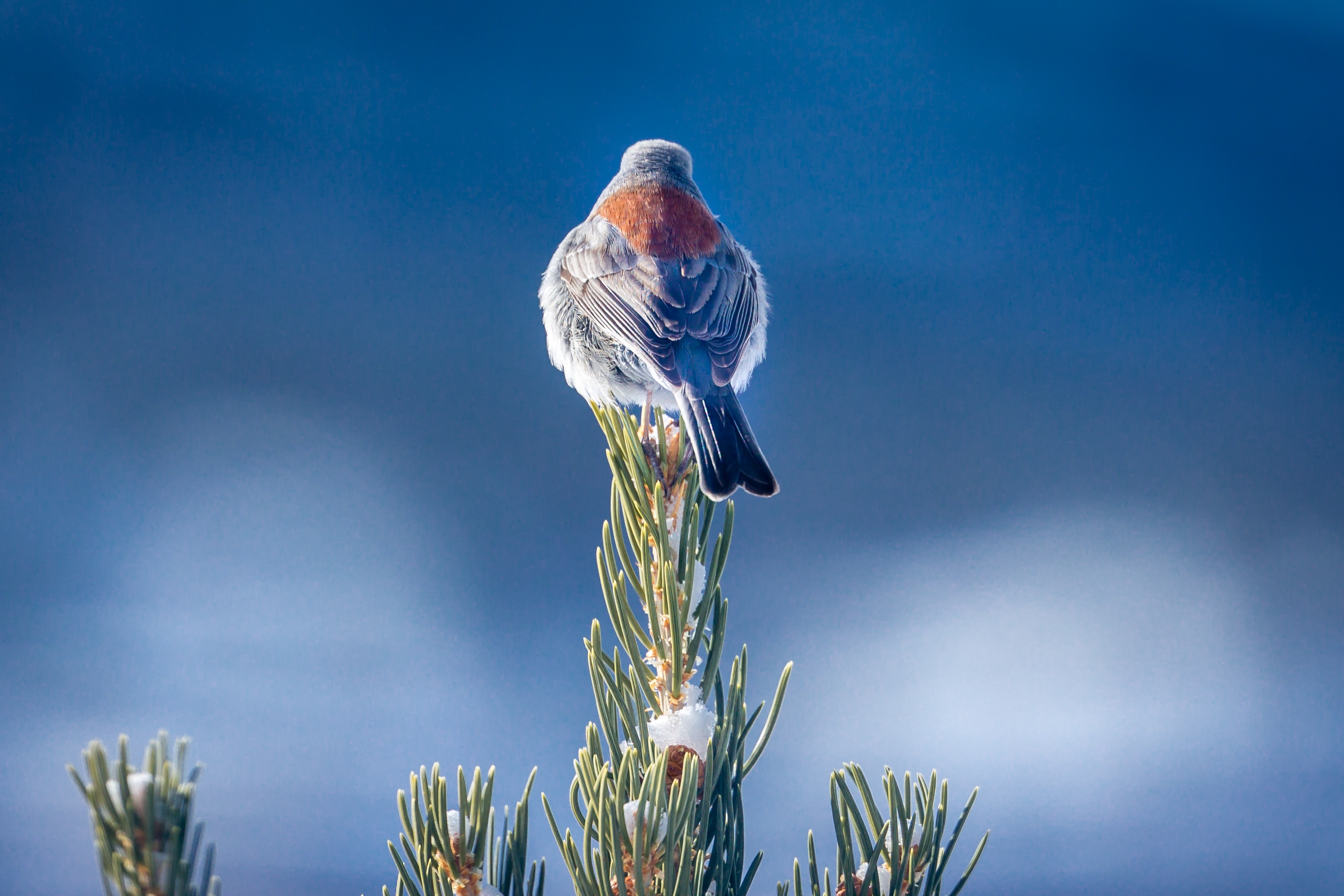 Bird perched on a pine tree branch HD Wallpaper