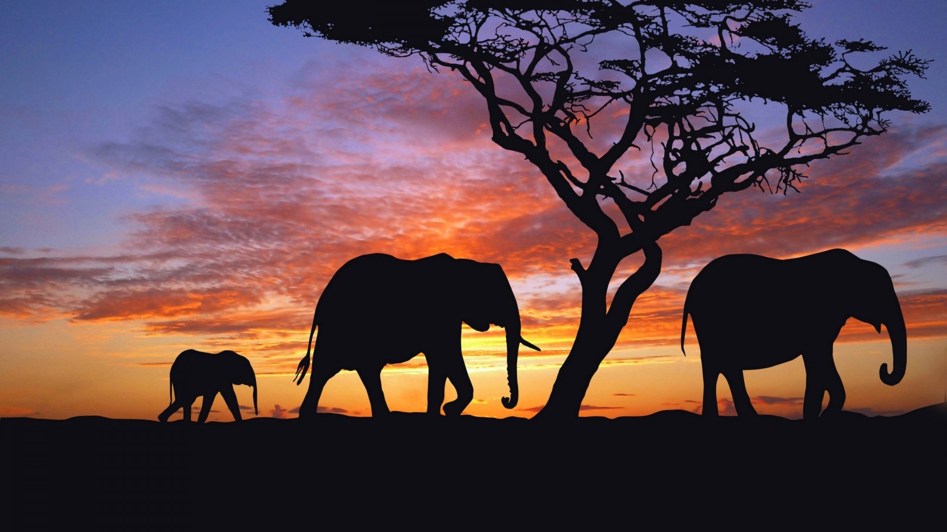 Elephants Silhouetted Against a Sunset Sky HD Wallpaper