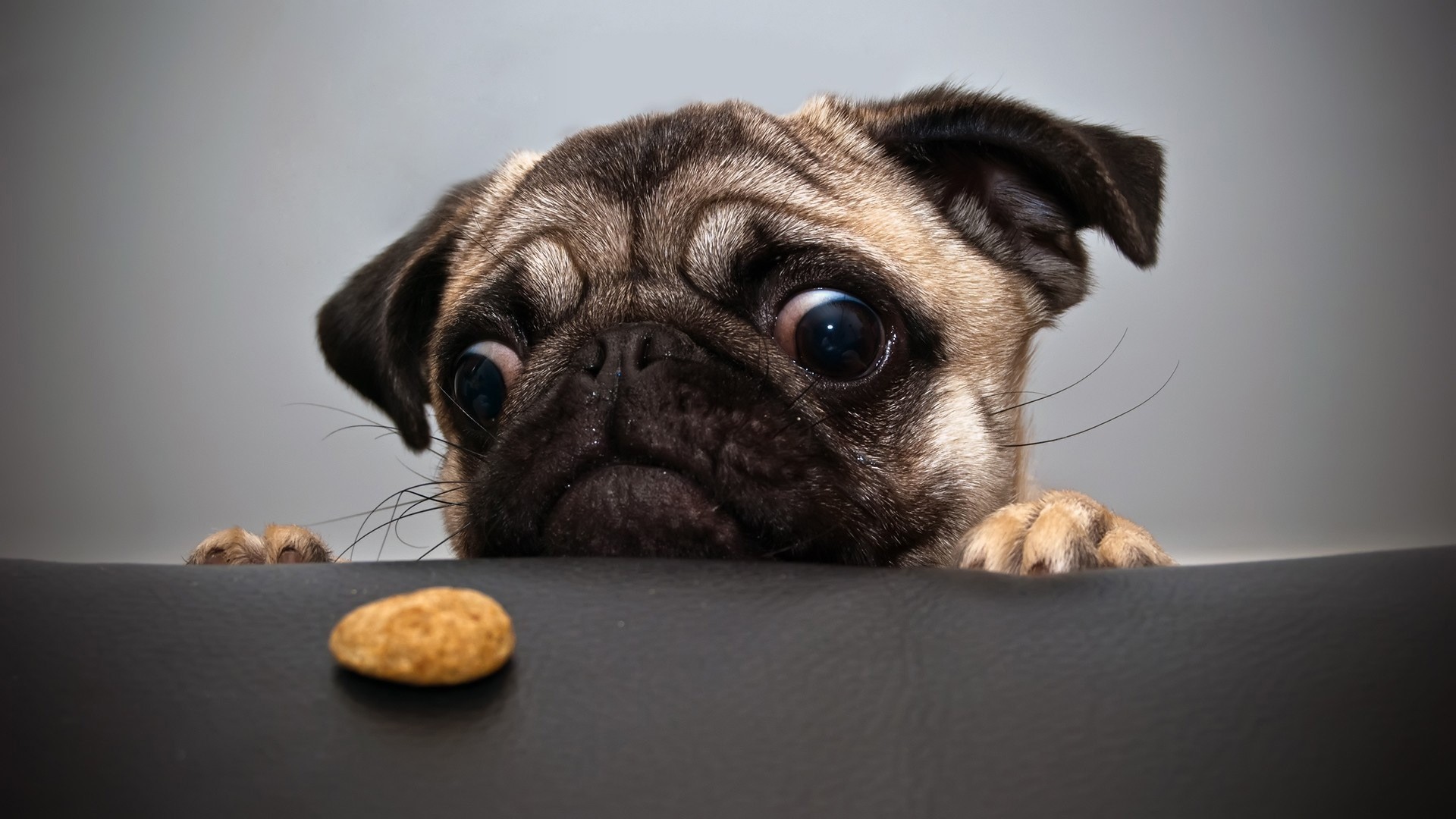 Pug puppy stares at a treat on a table HD Wallpaper