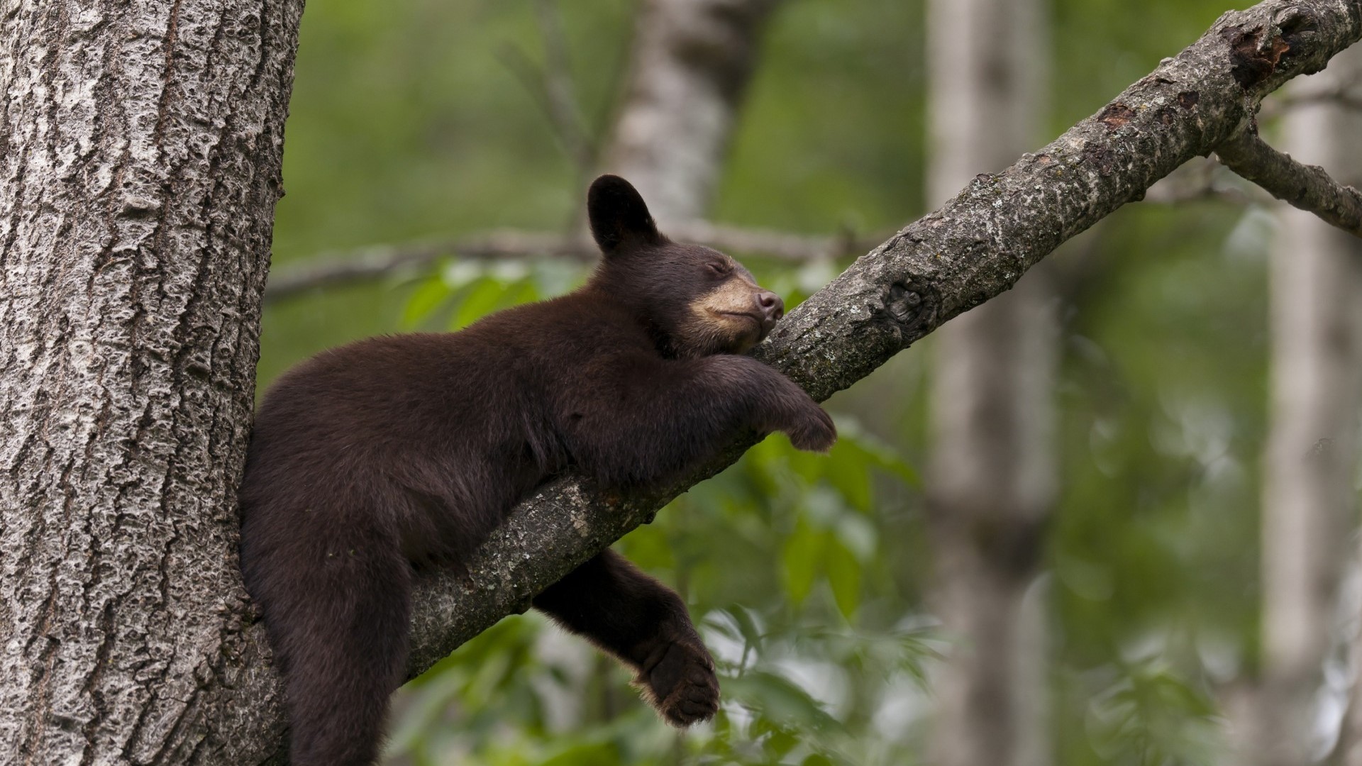 Little bear sleeping on a tree branch HD Wallpaper