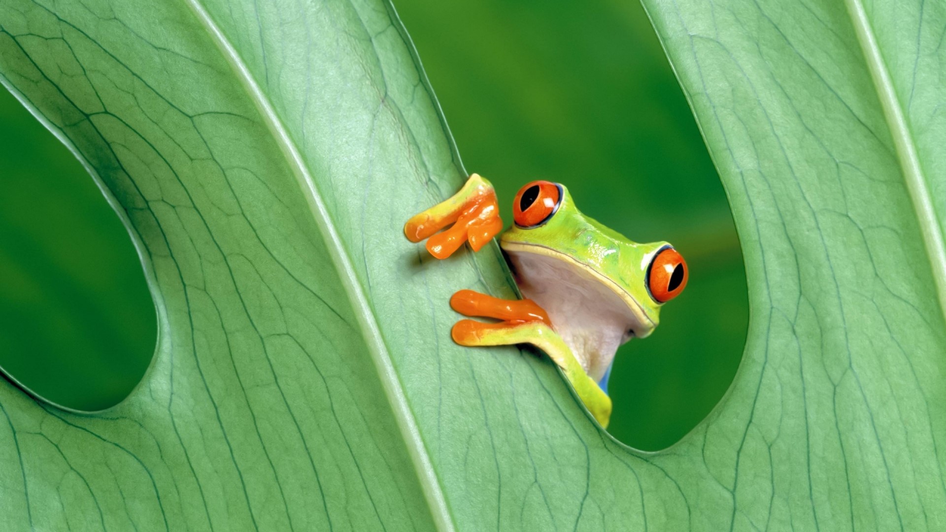 Red-eyed tree frog on a large green leaf HD Wallpaper