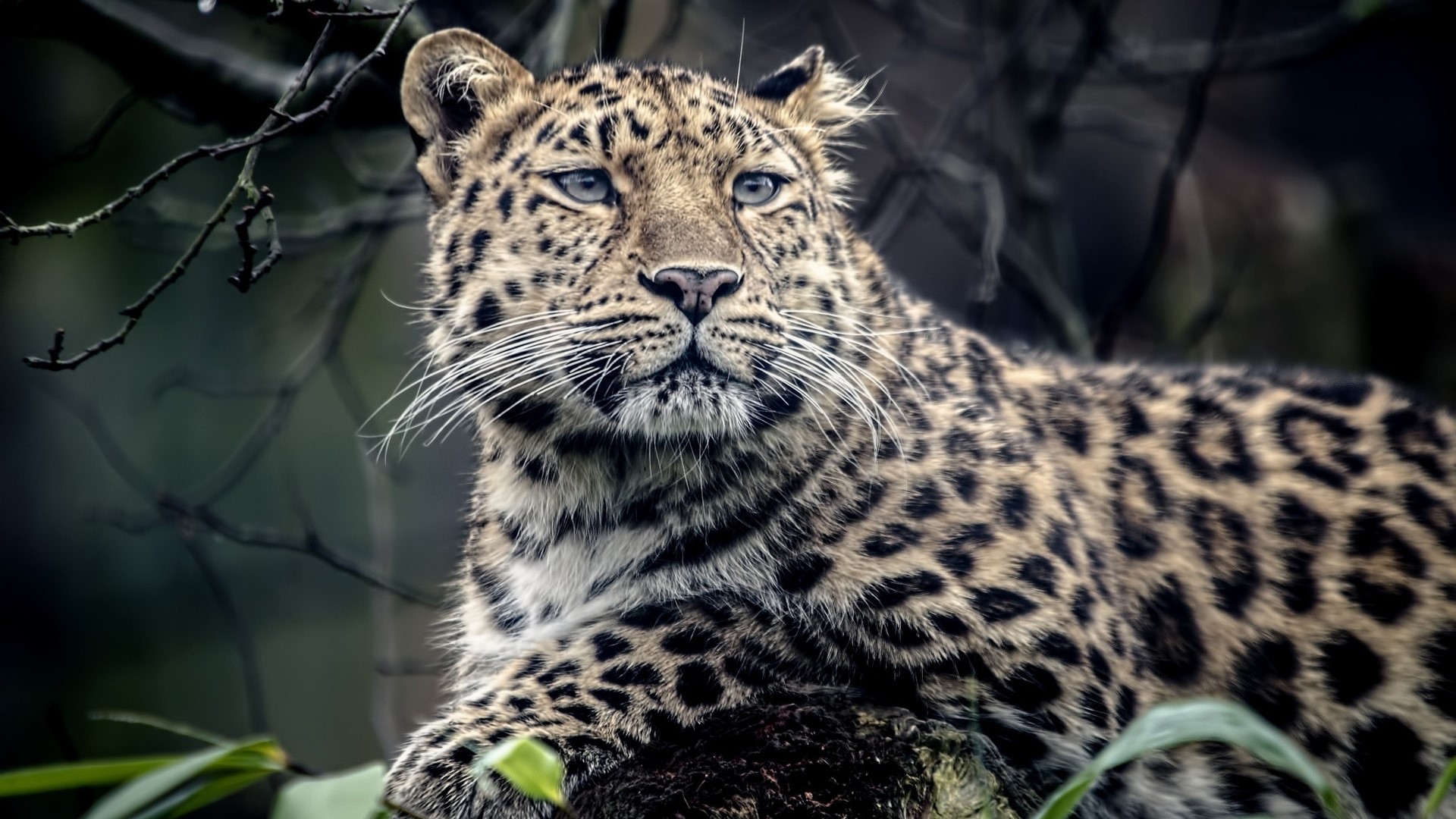 Leopard resting on a tree branch HD Wallpaper