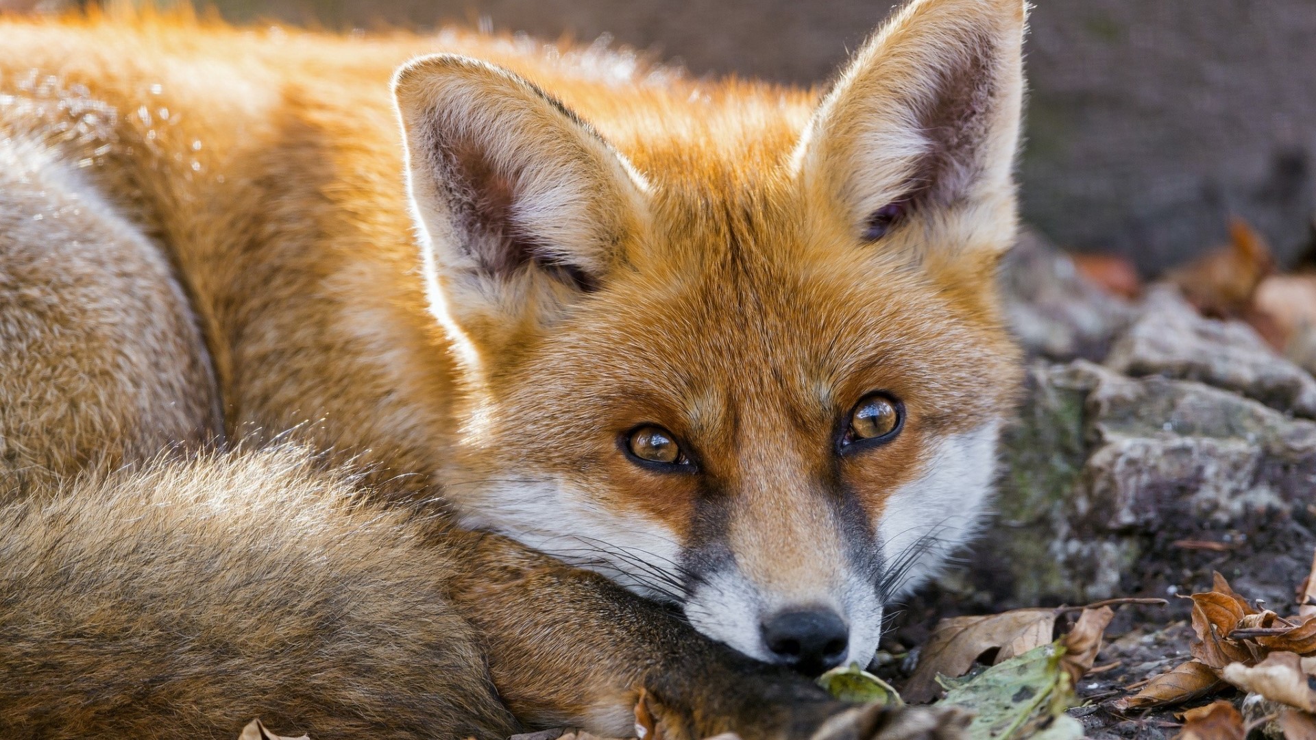 Close-up of a red fox lying down HD Wallpaper