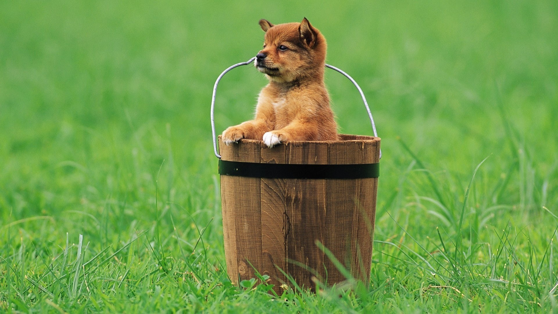 Puppy in a wooden bucket on grass HD Wallpaper