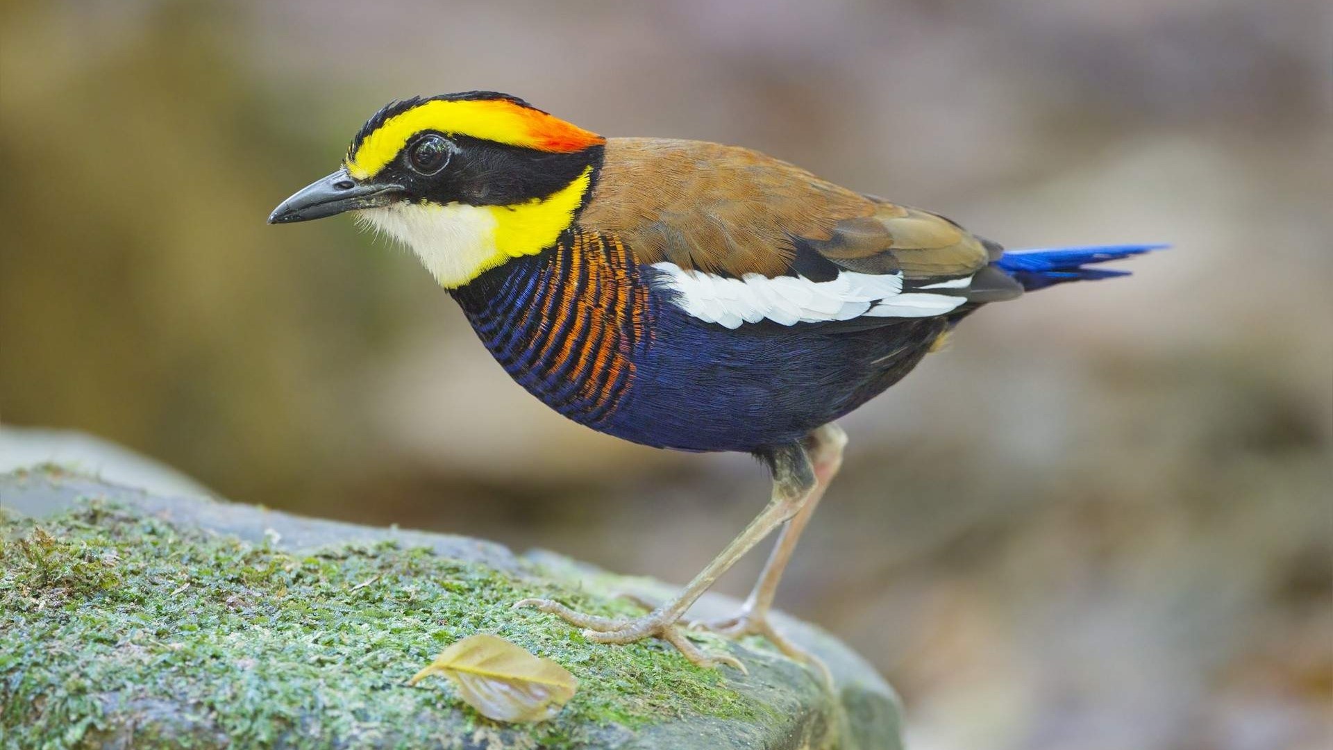 Colorful Banded Pitta bird on a mossy rock HD Wallpaper