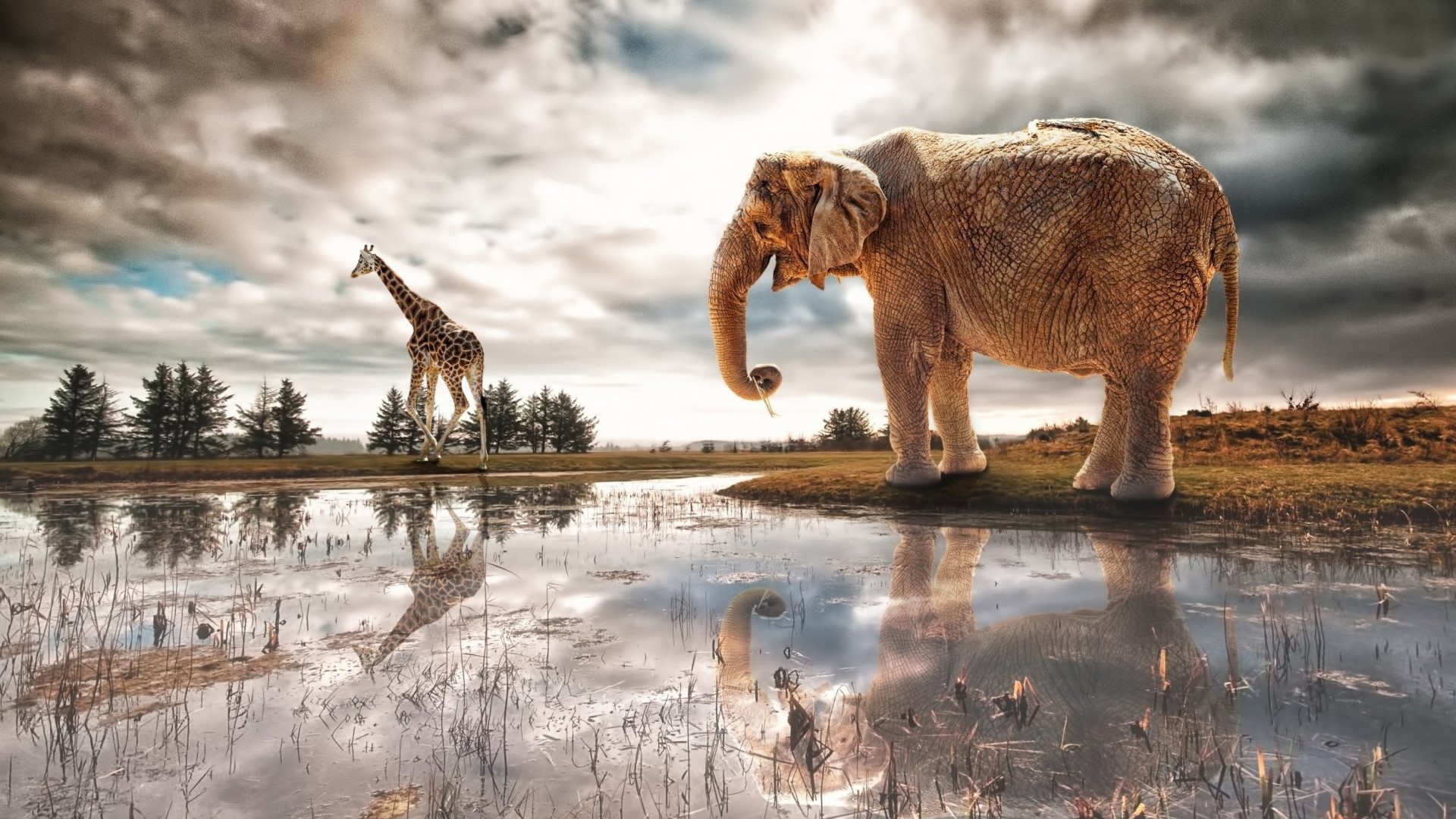 Elephant and Giraffe by a reflective body of water HD Wallpaper