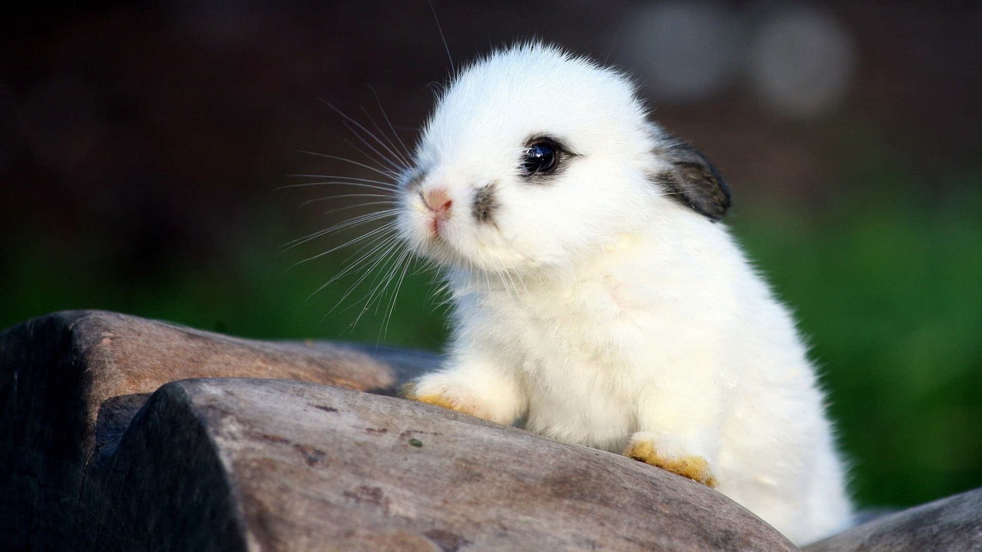 Little White Bunny on Wood HD Wallpaper