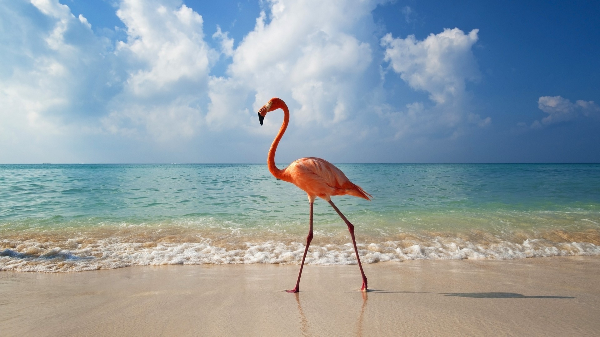 Flamingo Walking Along Tropical Beach HD Wallpaper