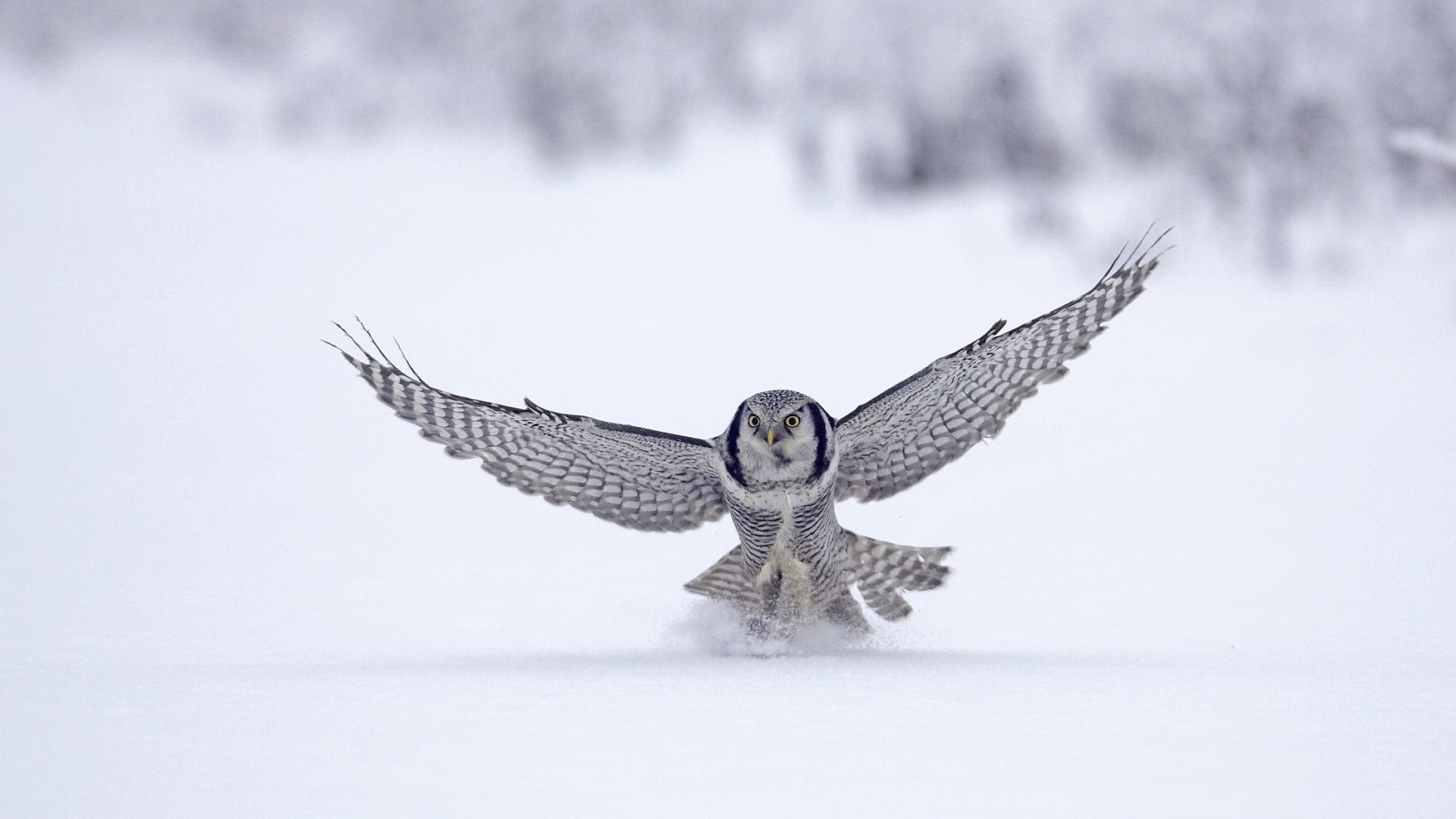 Northern Hawk Owl in flight over snow HD Wallpaper
