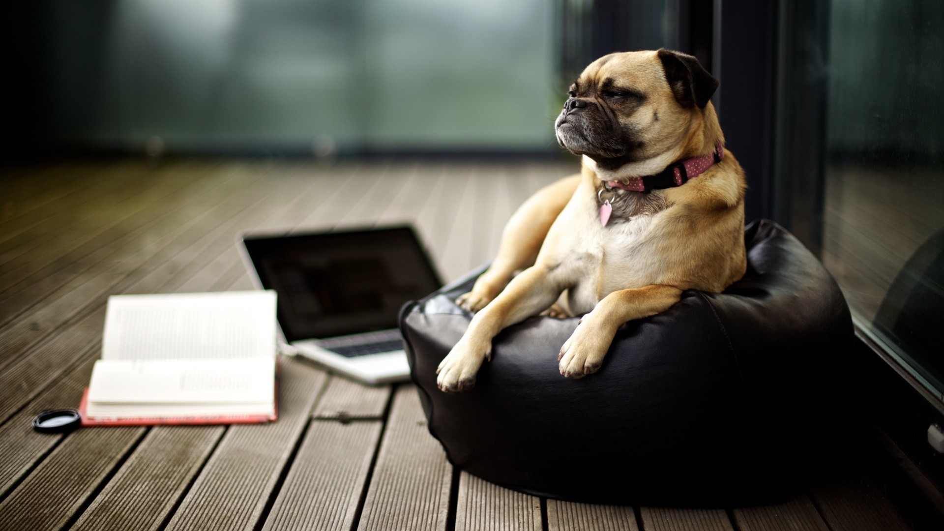 Pug on a beanbag with a laptop and book HD Wallpaper