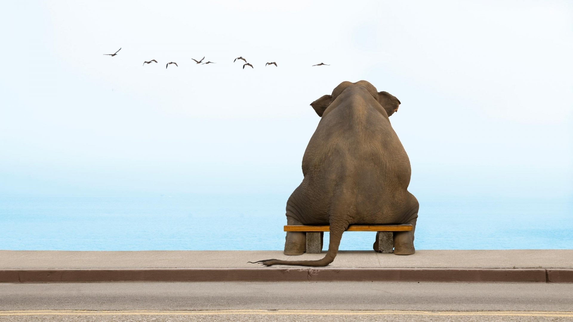 Elephant Sitting on a Bench by the Ocean HD Wallpaper