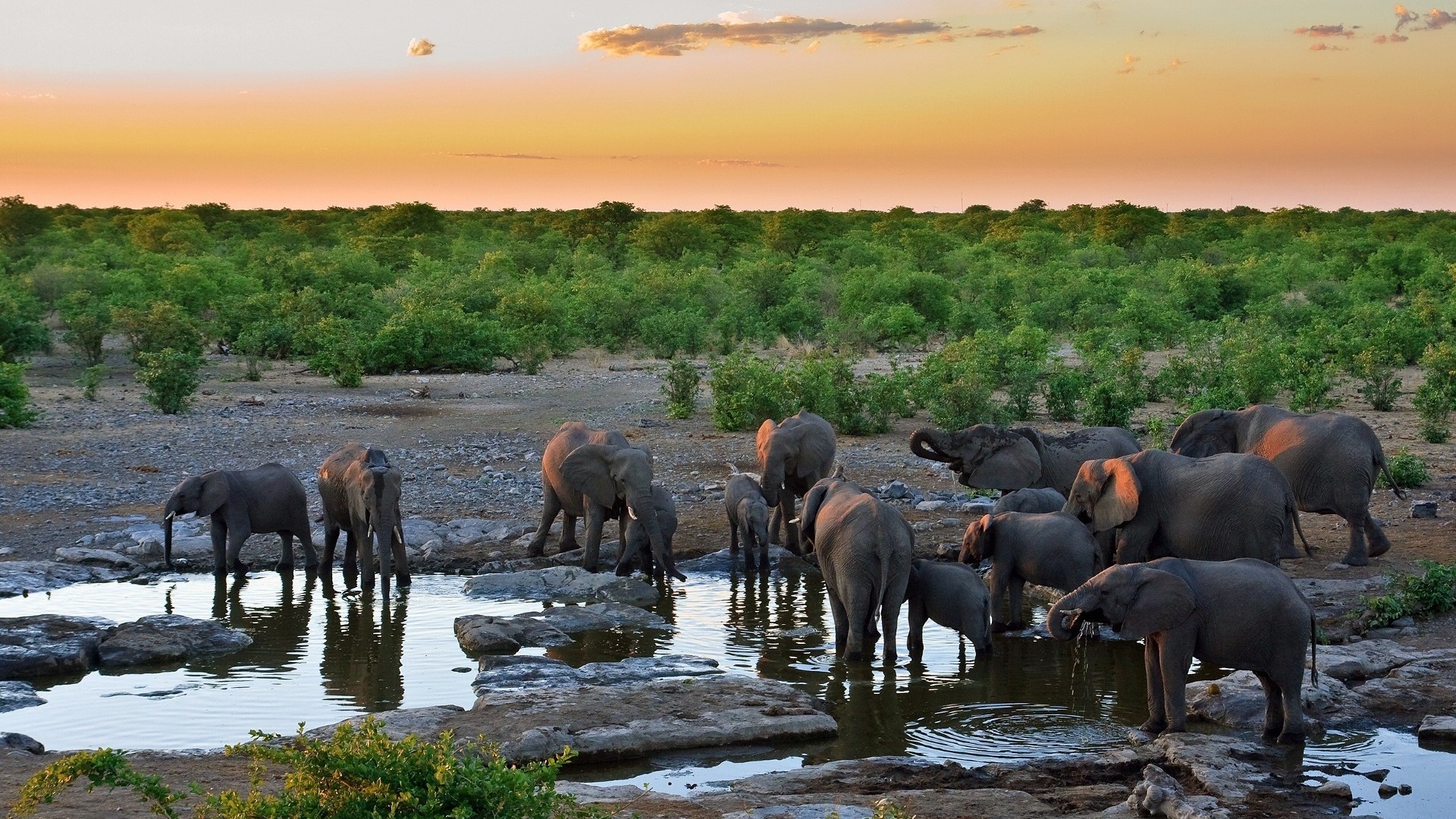Elephants Gather at a Water Hole at Sunset HD Wallpaper
