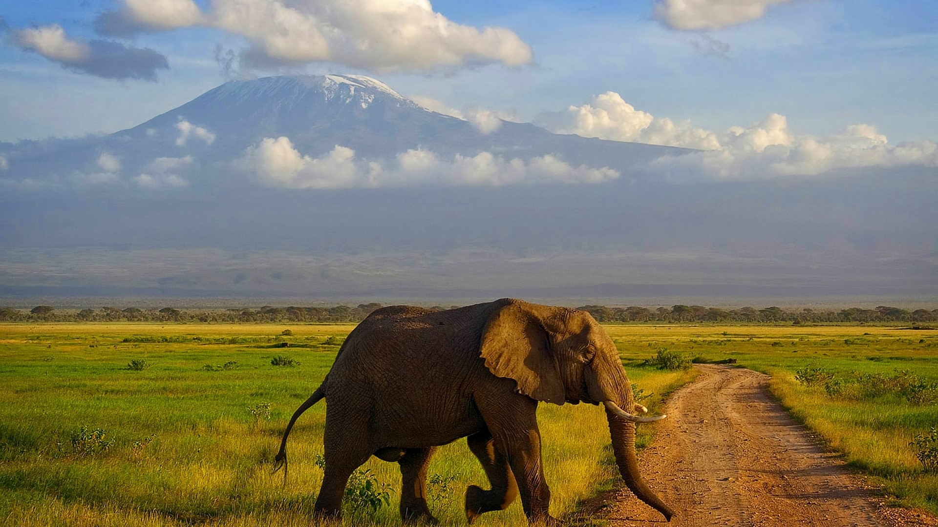 Elephant crosses dirt road with Mount Kilimanjaro in background HD Wallpaper