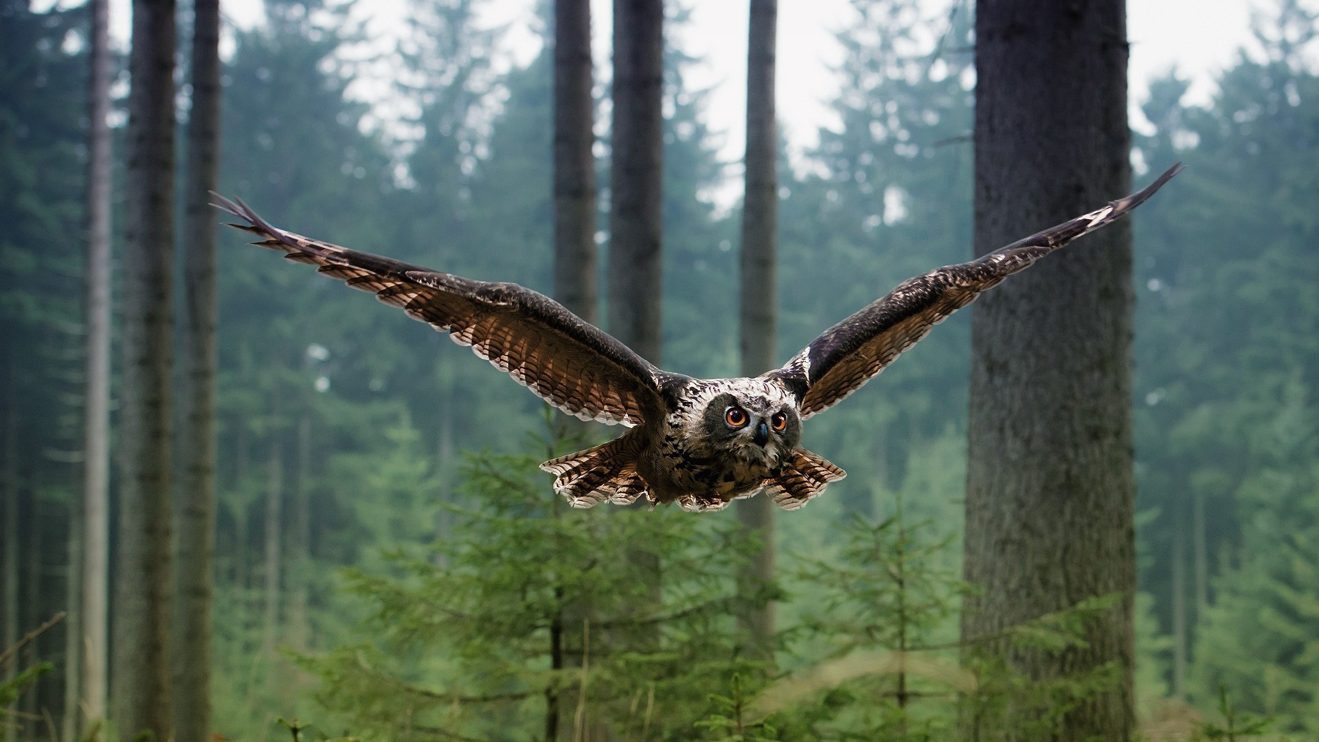 Owl in flight over a forest HD Wallpaper