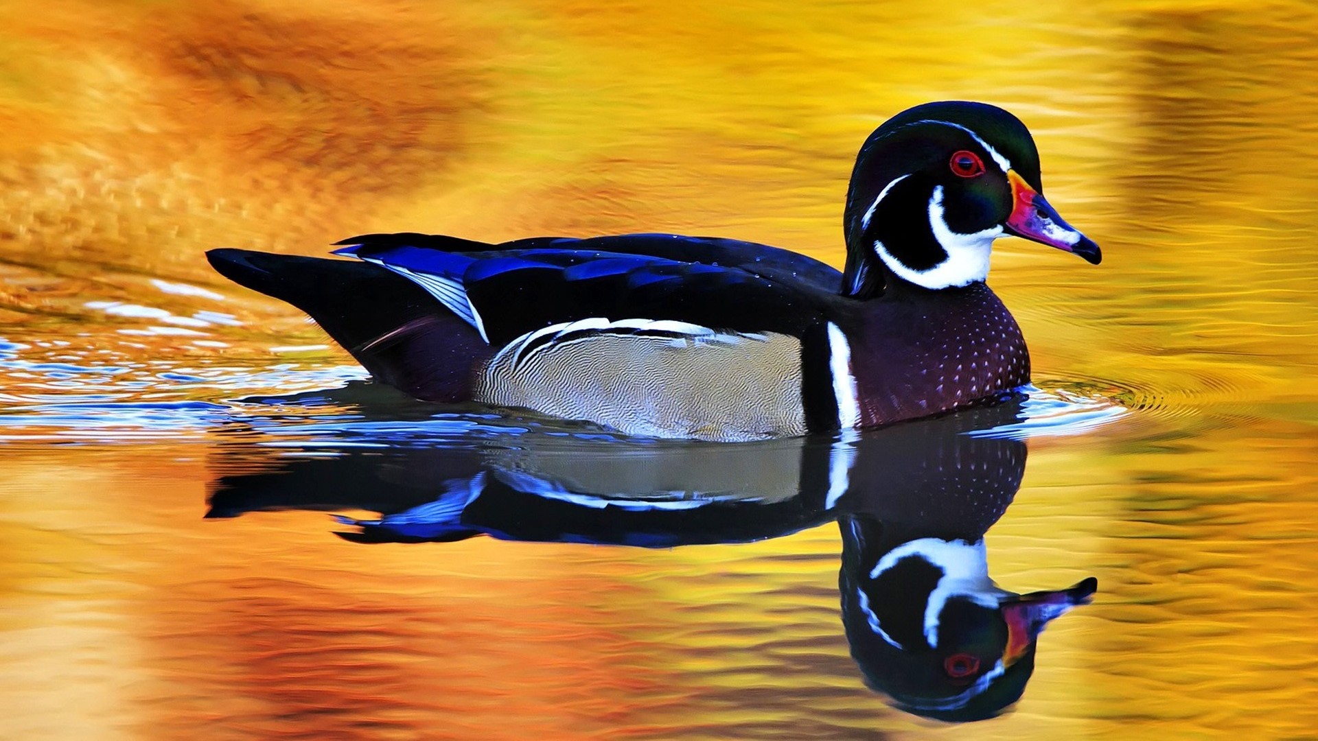 Wood Duck Swimming in Golden Water HD Wallpaper