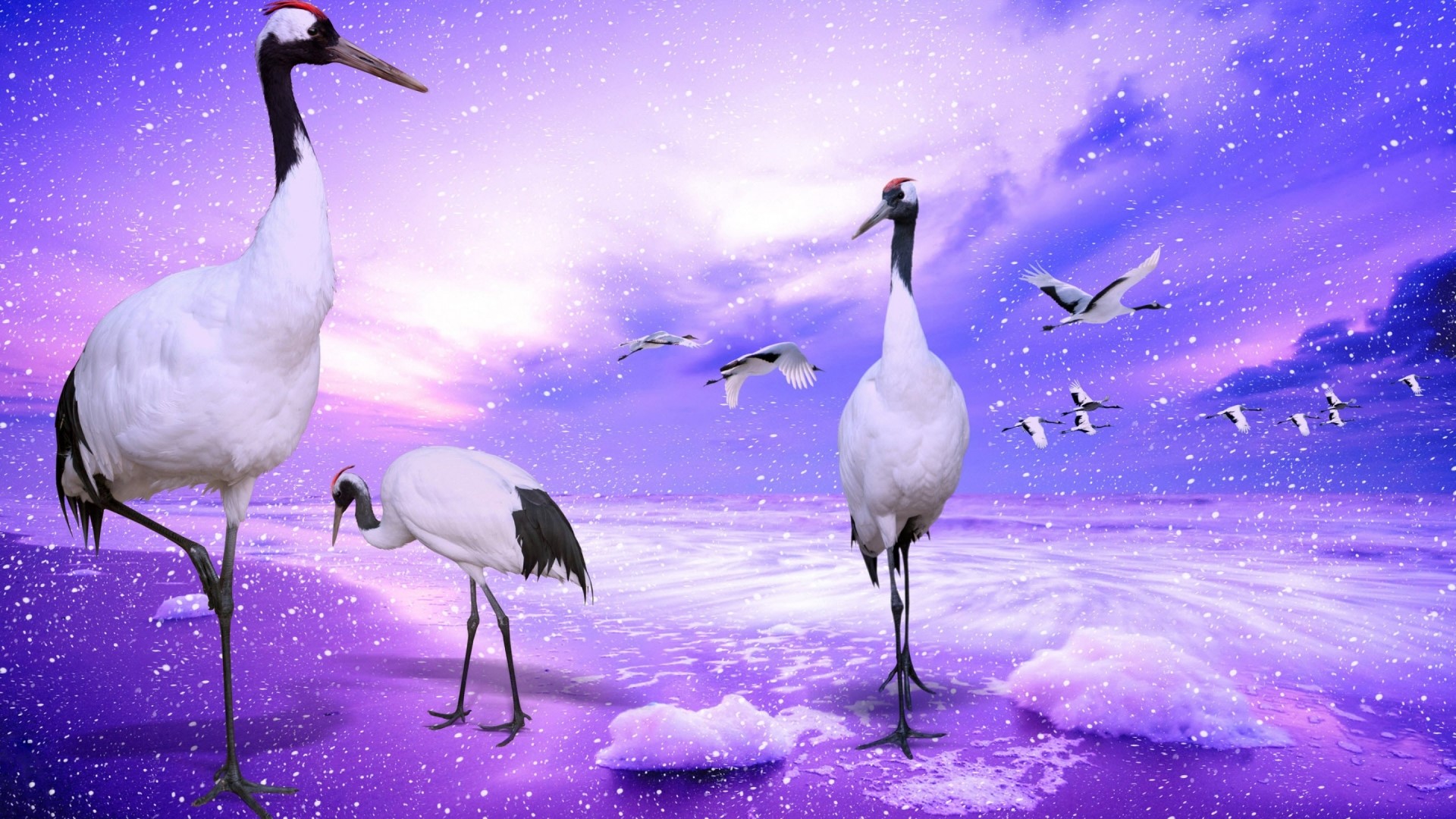 Red Crowned Cranes in a Purple Winter Landscape HD Wallpaper