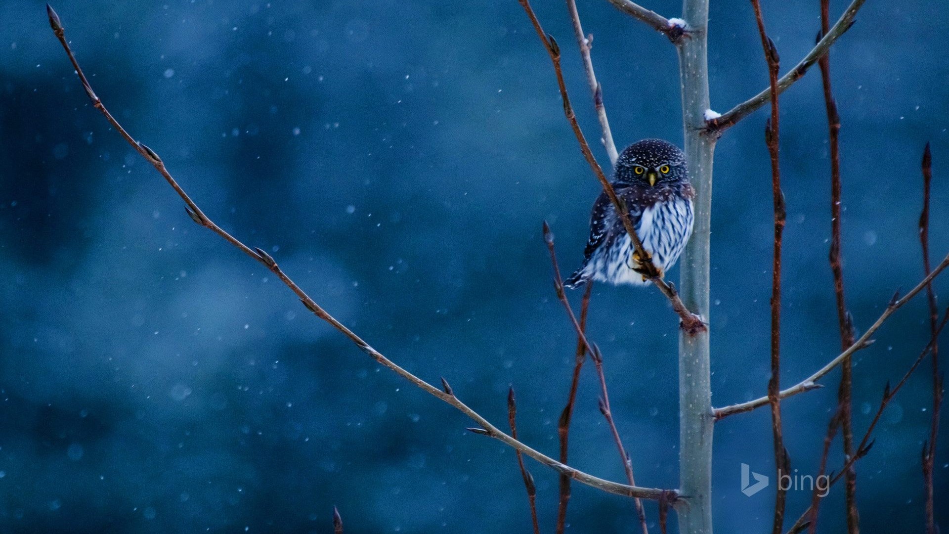 Pygmy Owl Perched on a Snowy Branch HD Wallpaper