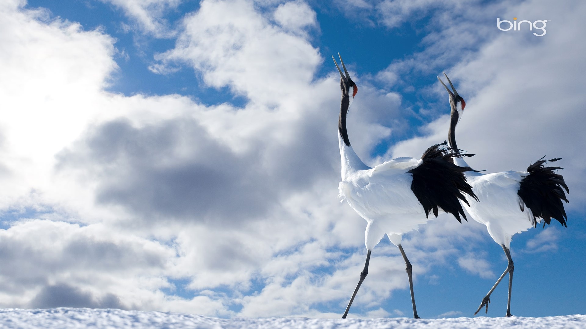 Two Japanese Cranes in Snow Under Cloudy Sky HD Wallpaper