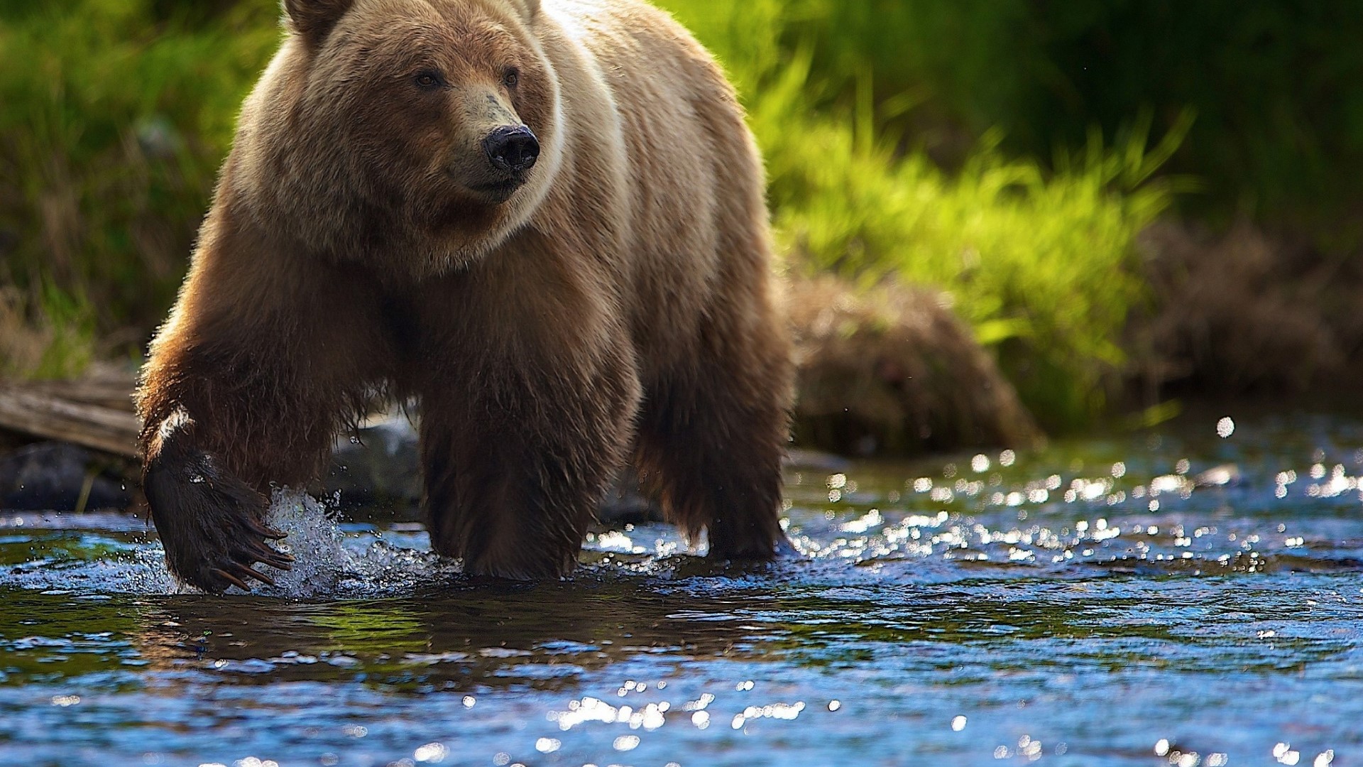 Grizzly Bear Walking in Water HD Wallpaper