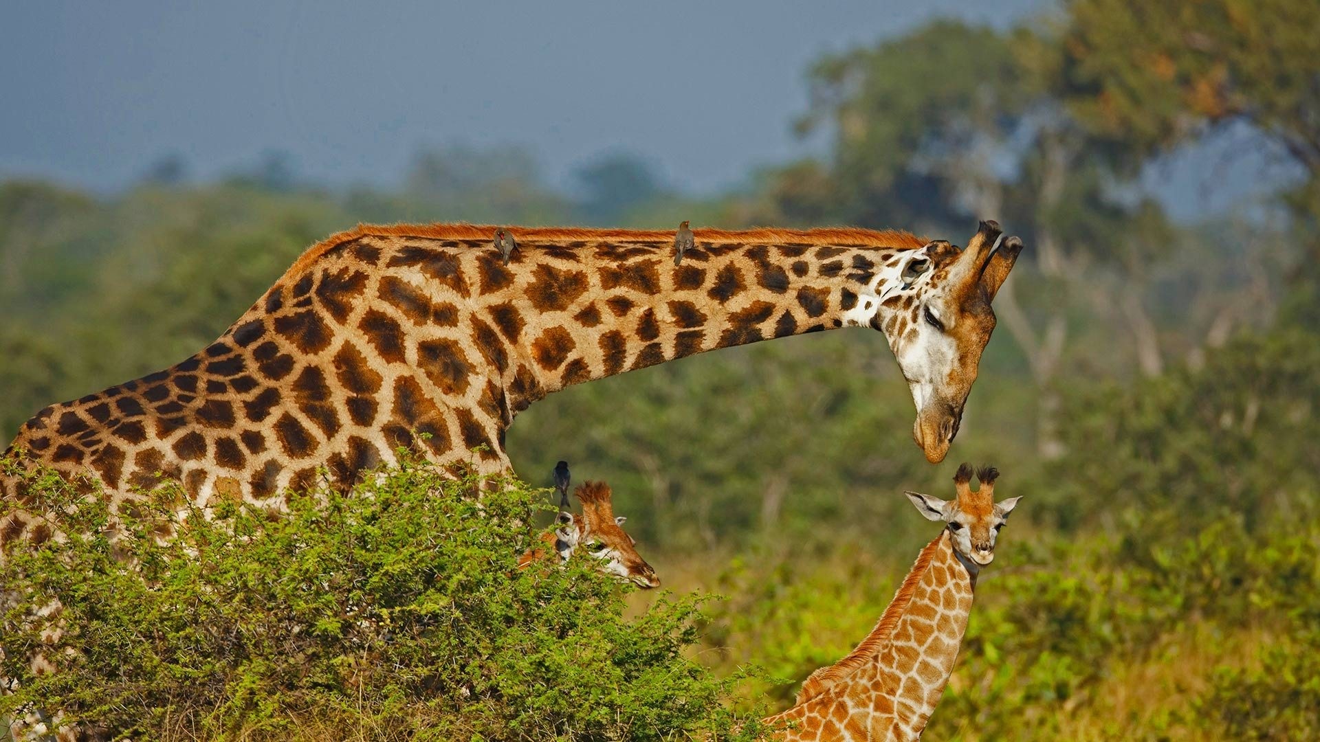 Giraffe family in a savanna landscape HD Wallpaper
